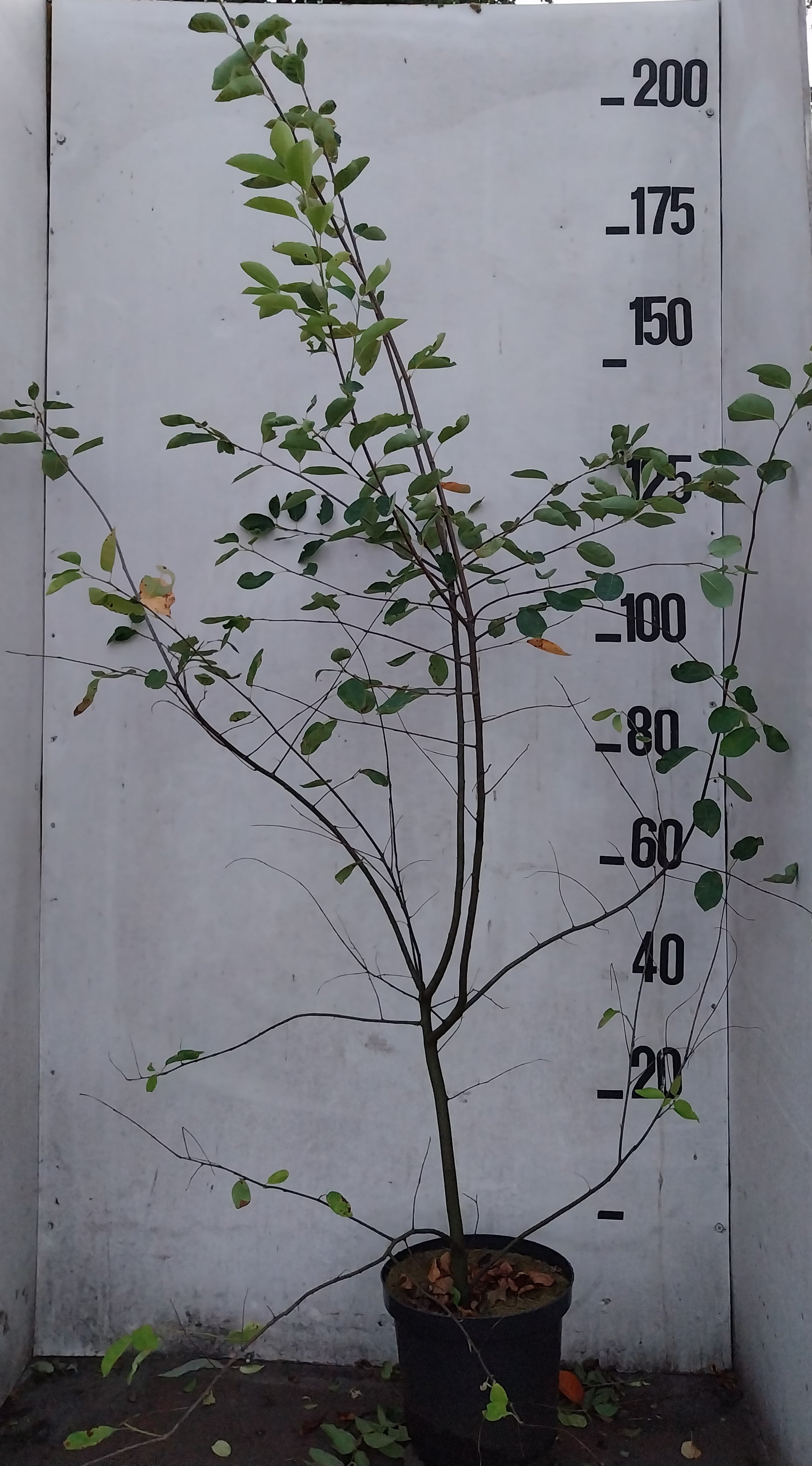 Krentenboom in pot- Amelanchier lamarckii