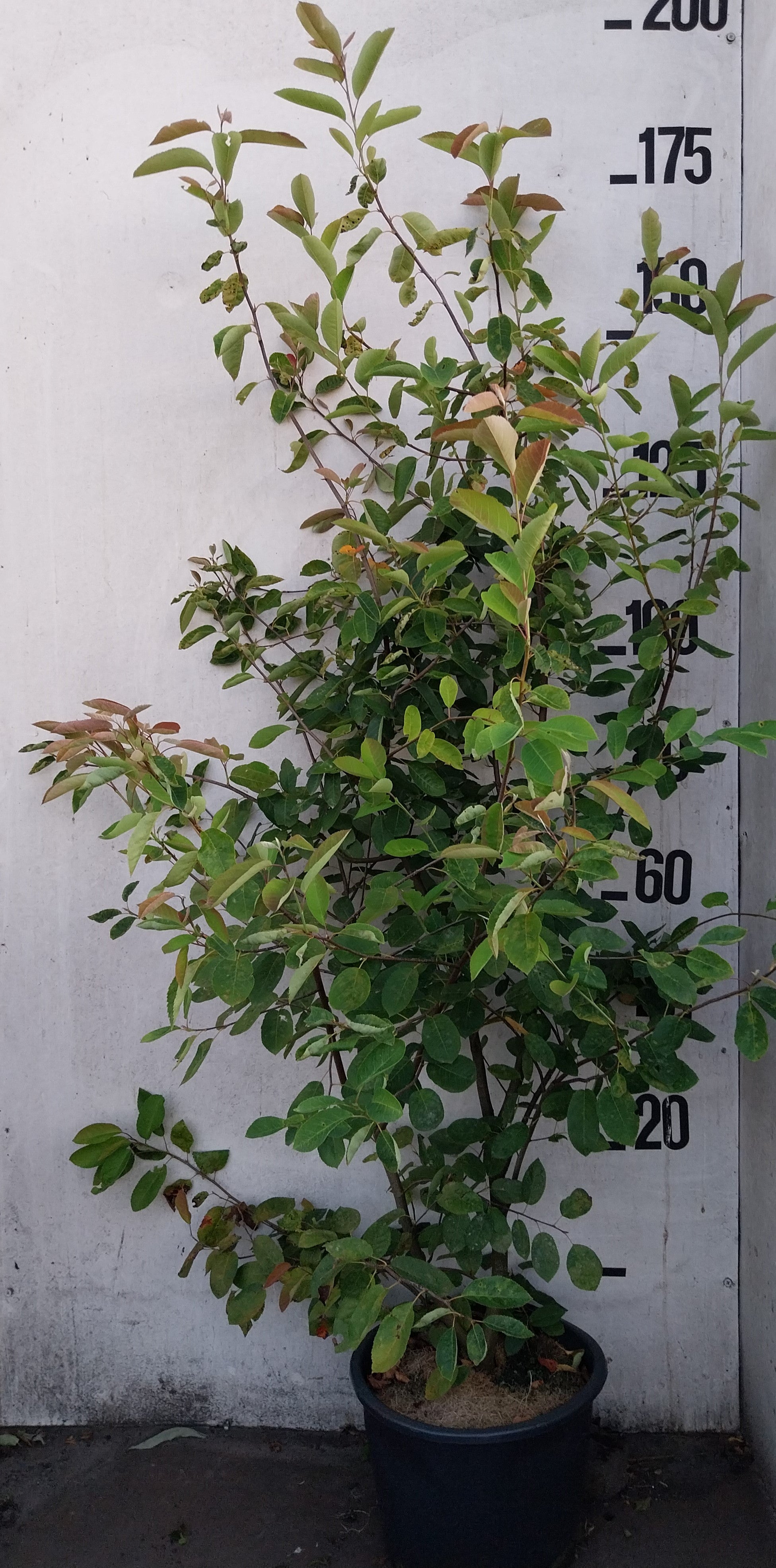 Krentenboom in pot- Amelanchier lamarckii