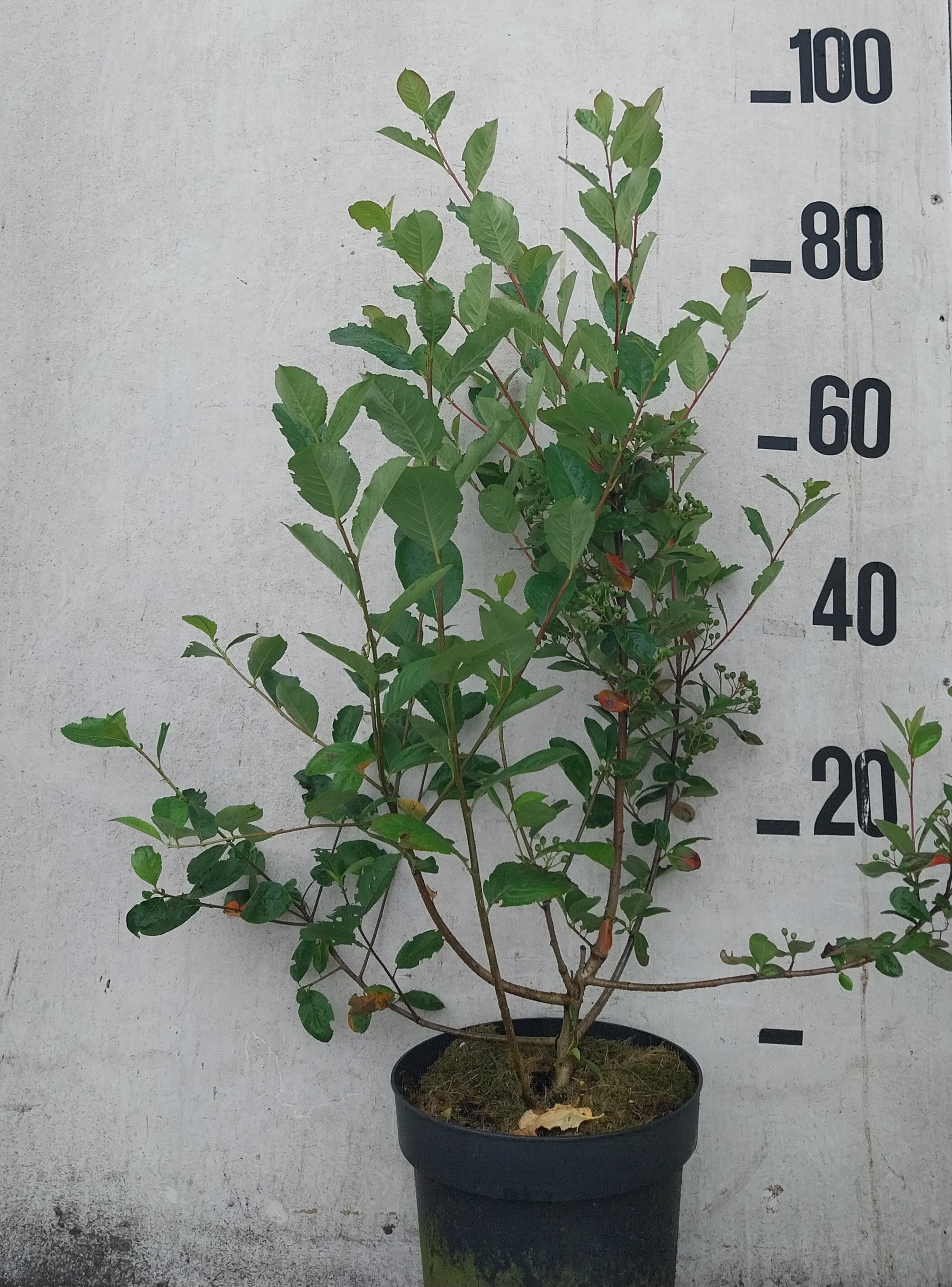 Pruimbladige appelbes in pot- Ariona prunifolia 'Viking'