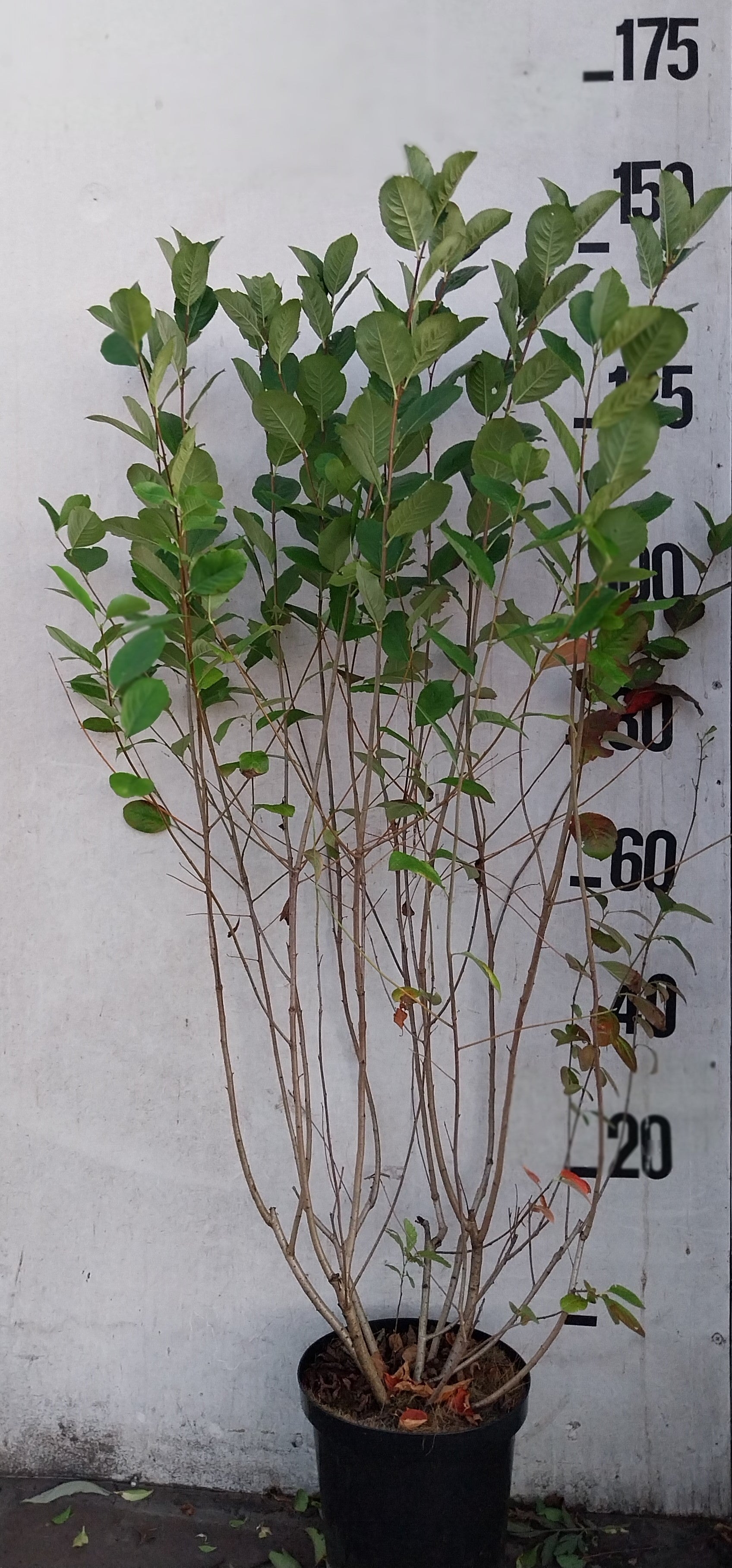 Zwarte appelbes in pot- Ariona melanocarpa