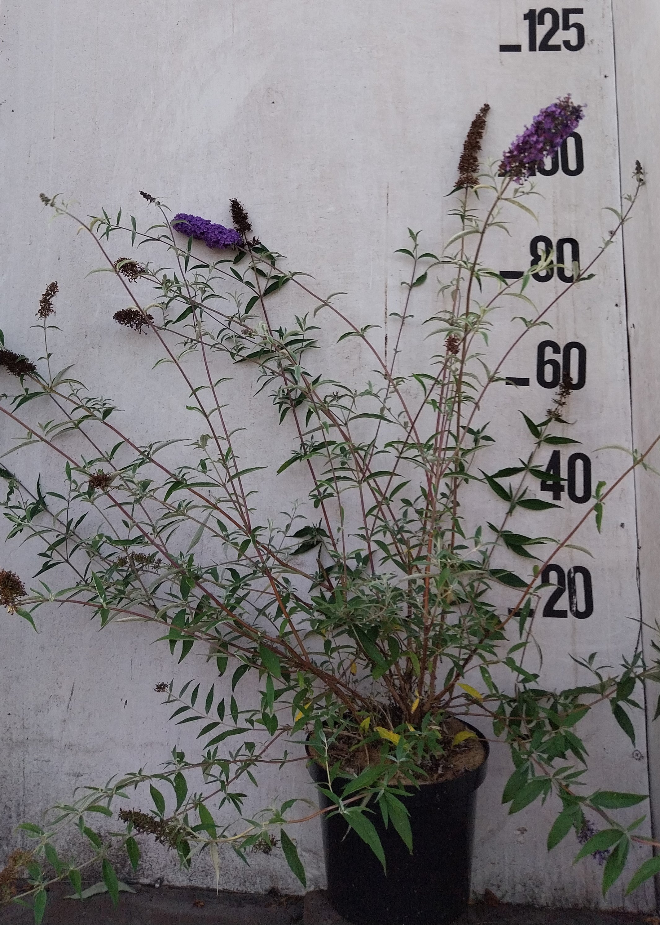 Vlinderstruik- Buddleja davidii 'Nanho Blue'