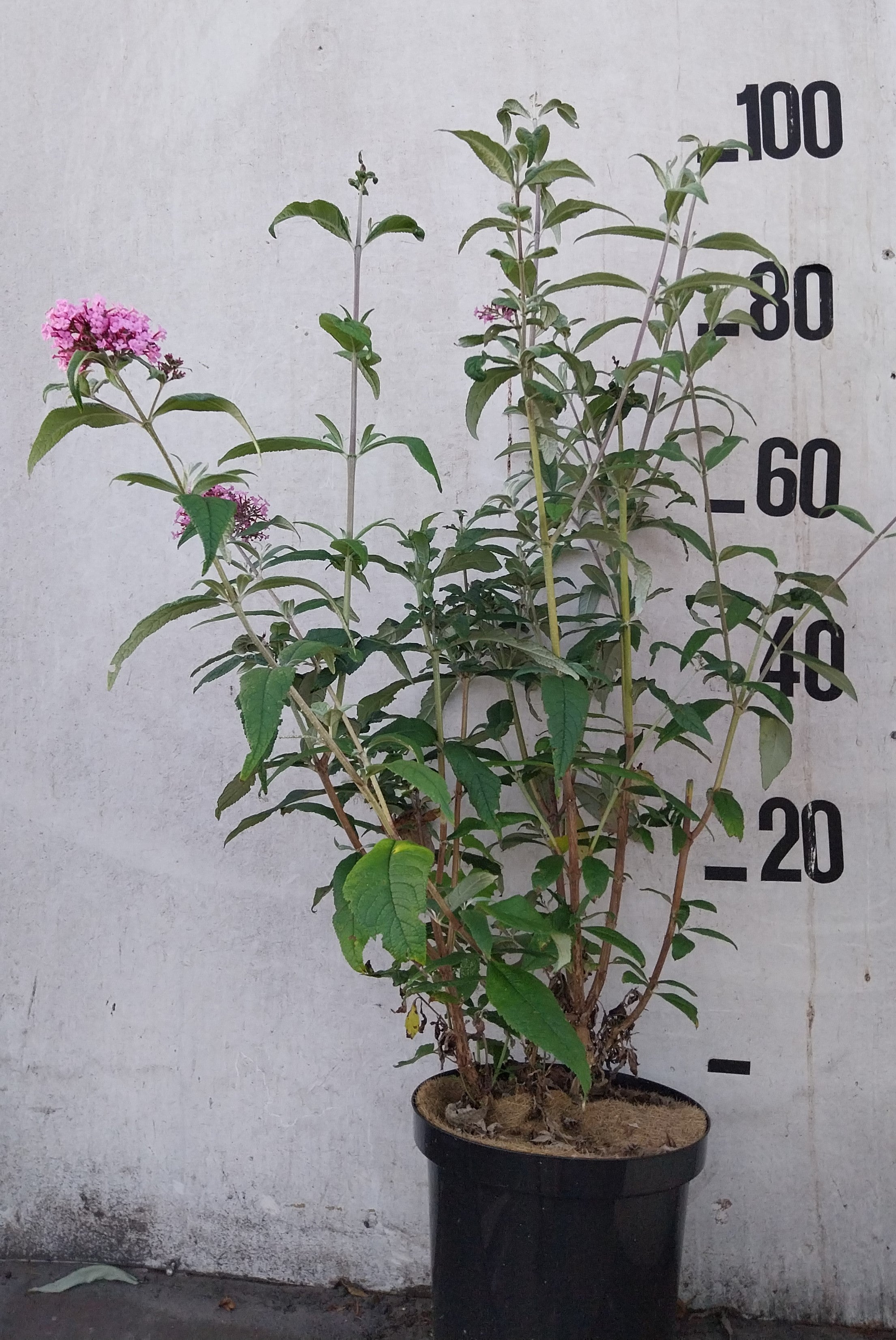 Vlinderstruik- Buddleja davidii 'Pink Delight'