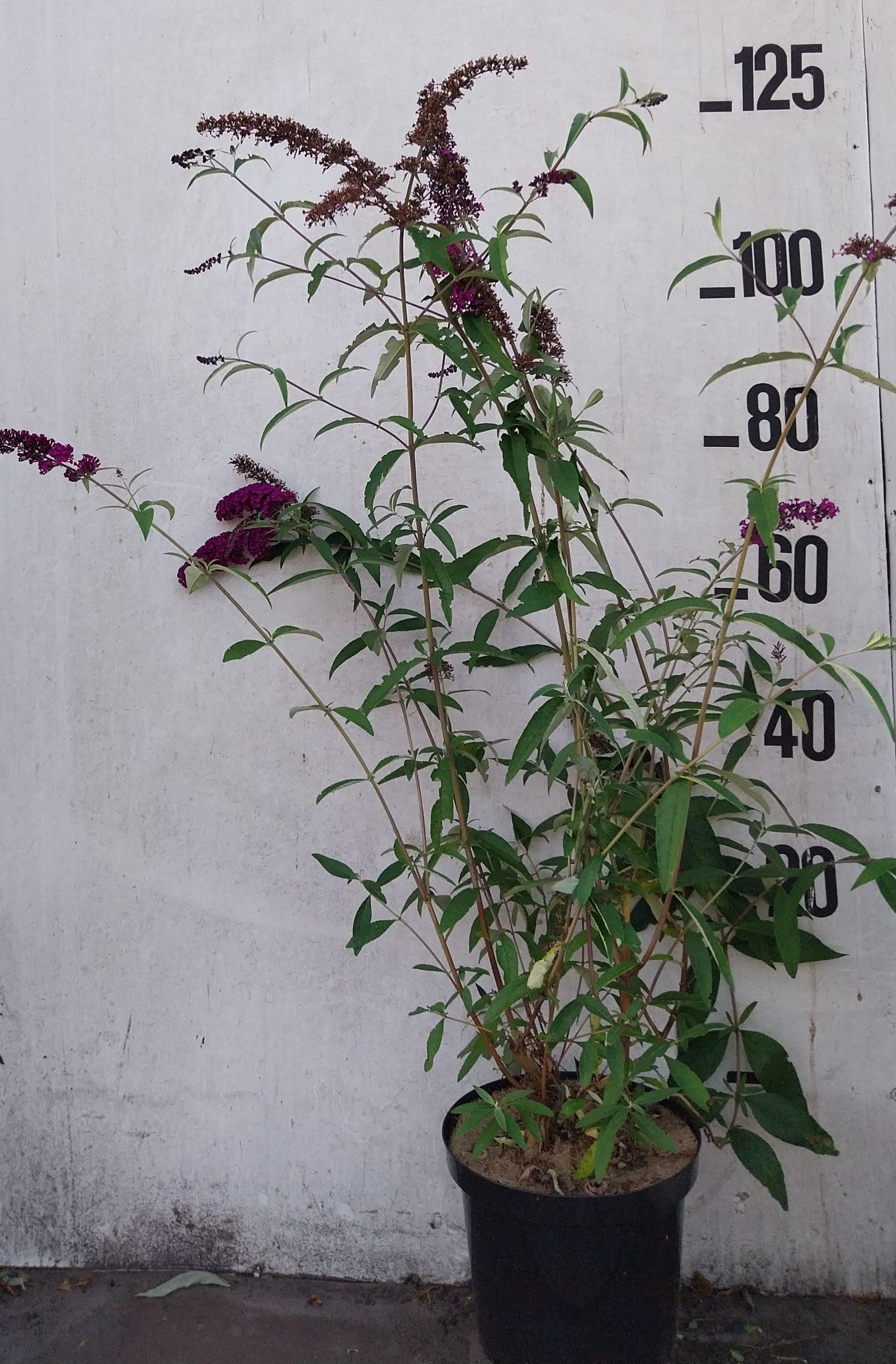 Vlinderstruik- Buddleja davidii 'Royal Red'