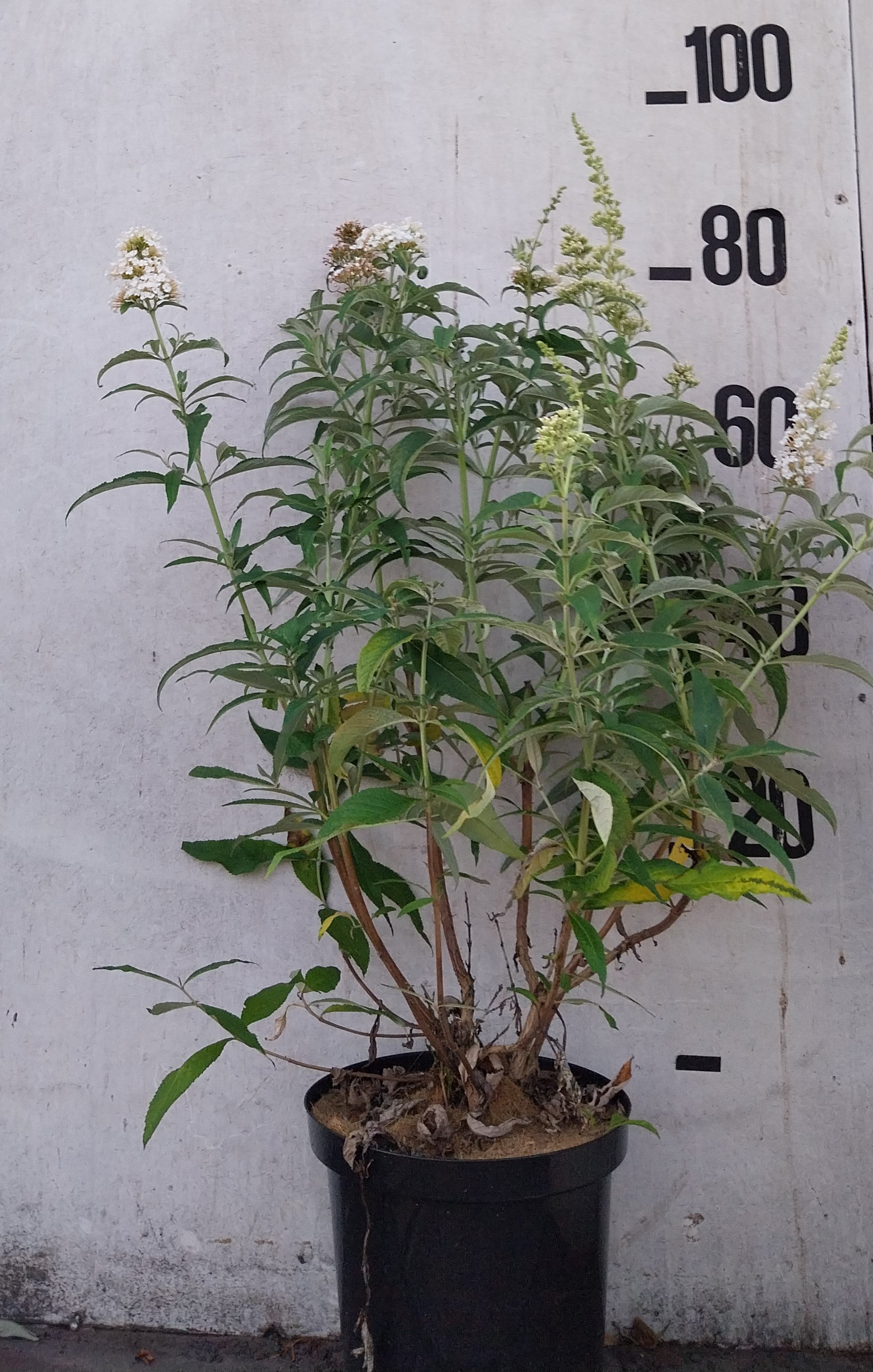 Vlinderstruik- Buddleja davidii 'White Bouquet'