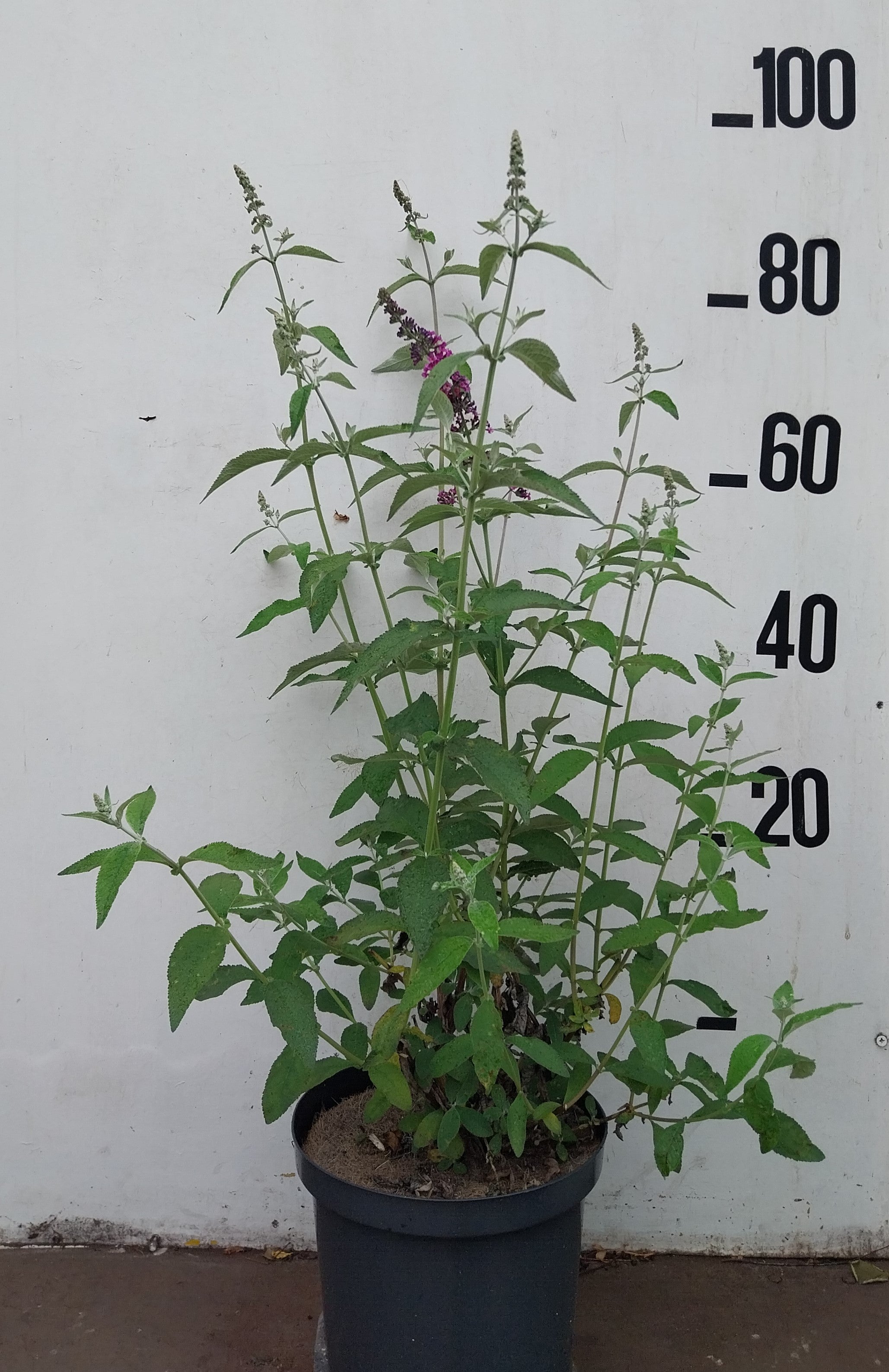 Vlinderstruik in pot- Buddleja weyeriana 'Flower Power'