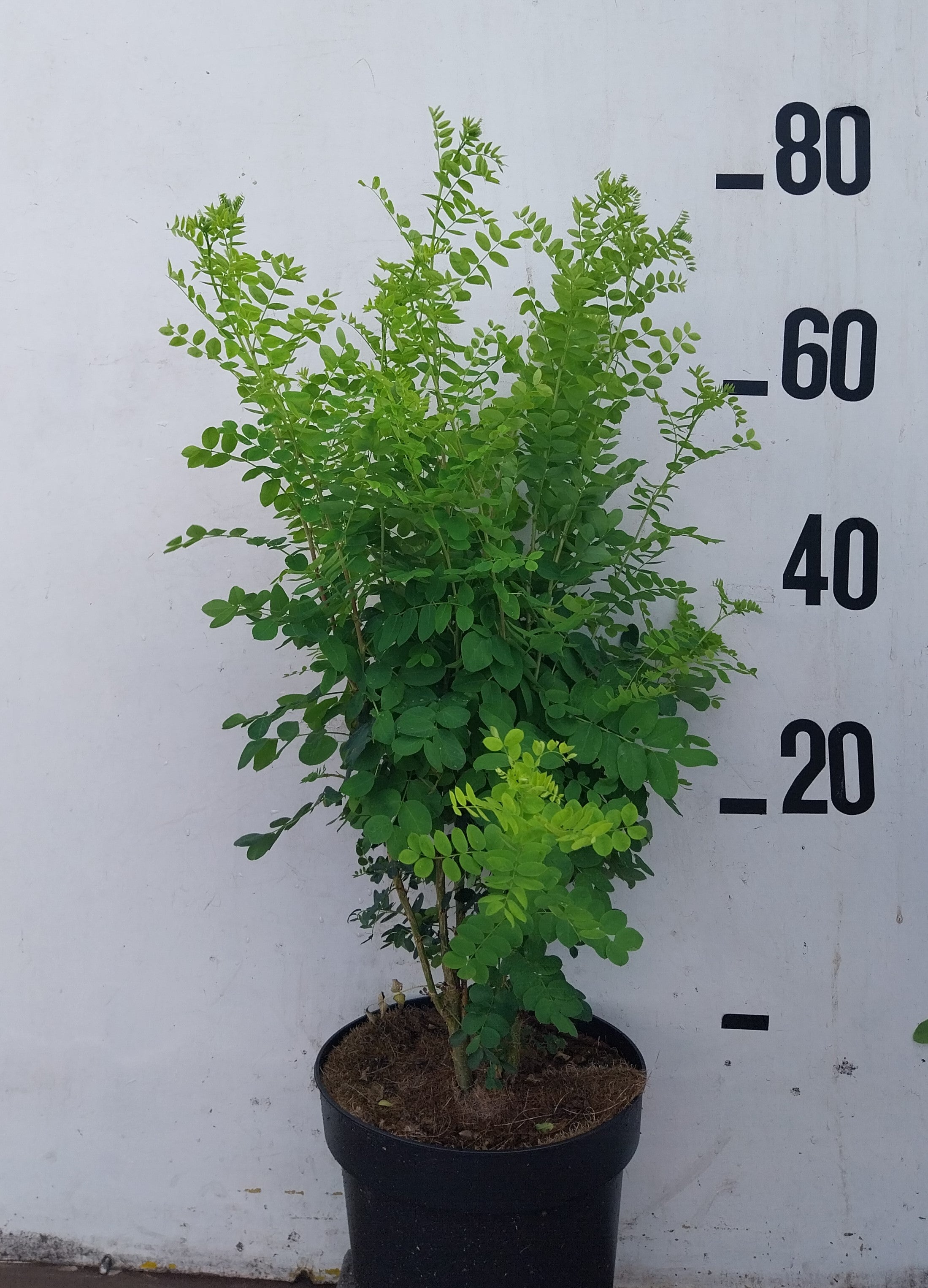 Erwtenstruik in pot- Caragana arborescens