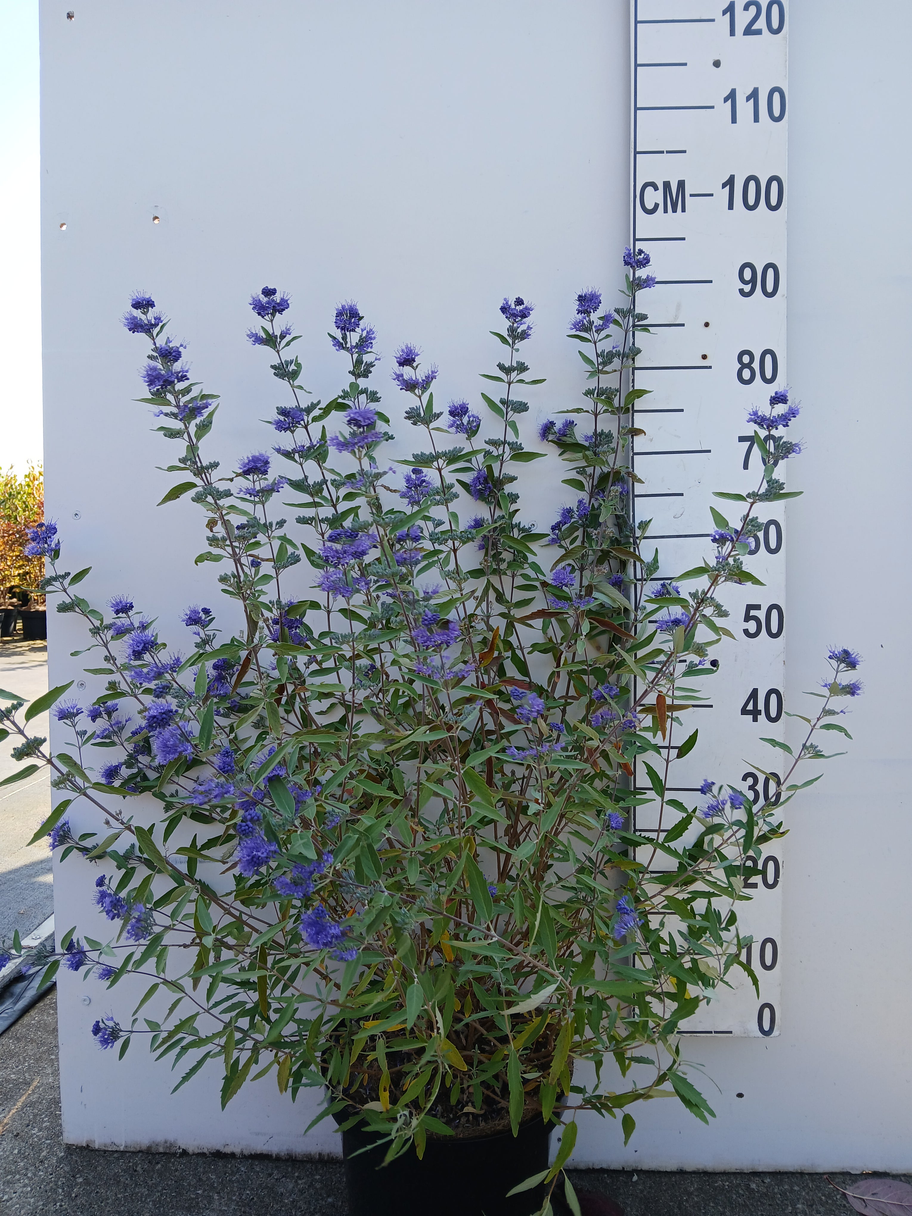 Blauwe spirea- Caryopteris clandonensis 'Heavenly Blue'