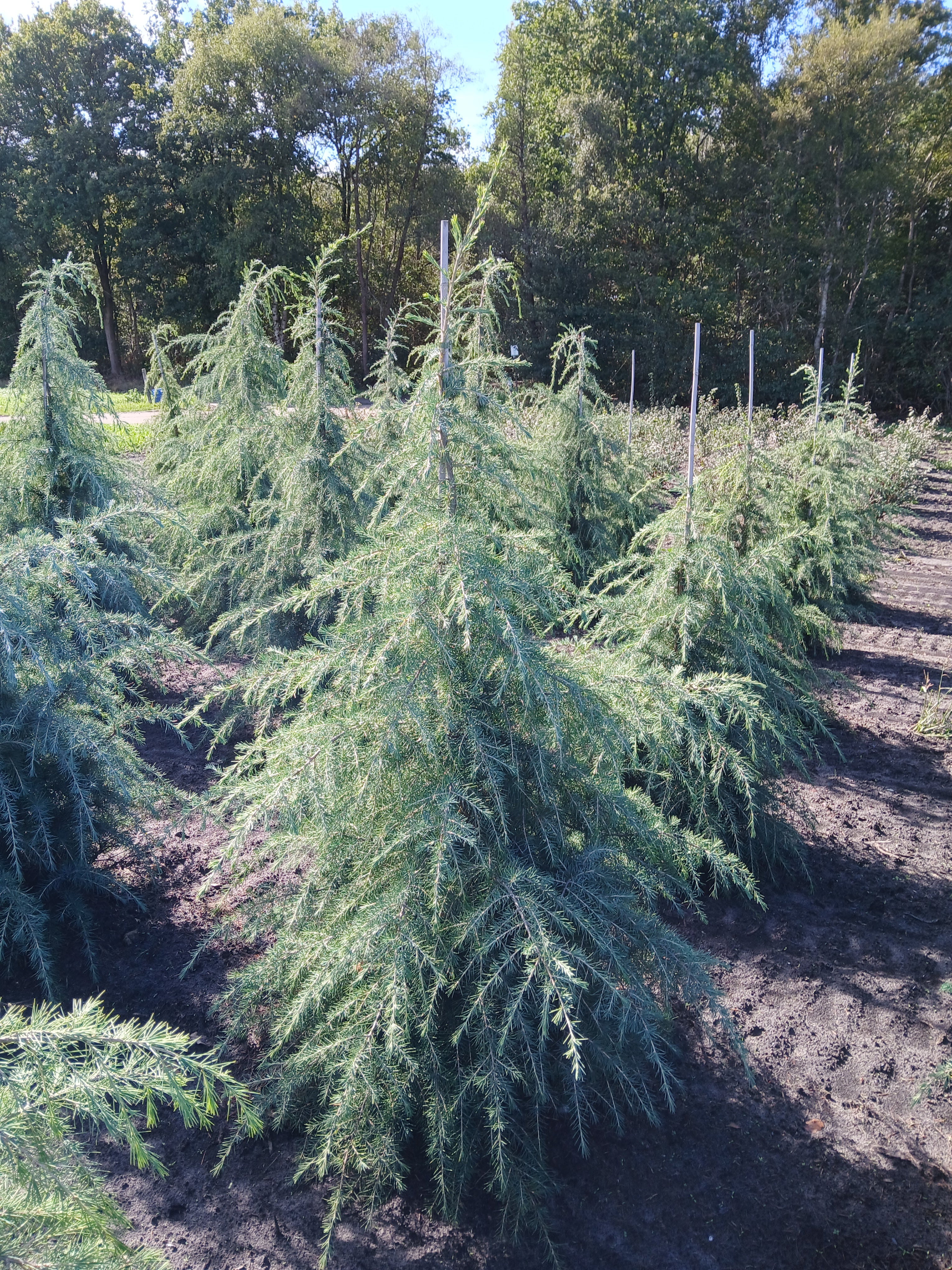 Himalayaceder met kluit- Cedrus deodara