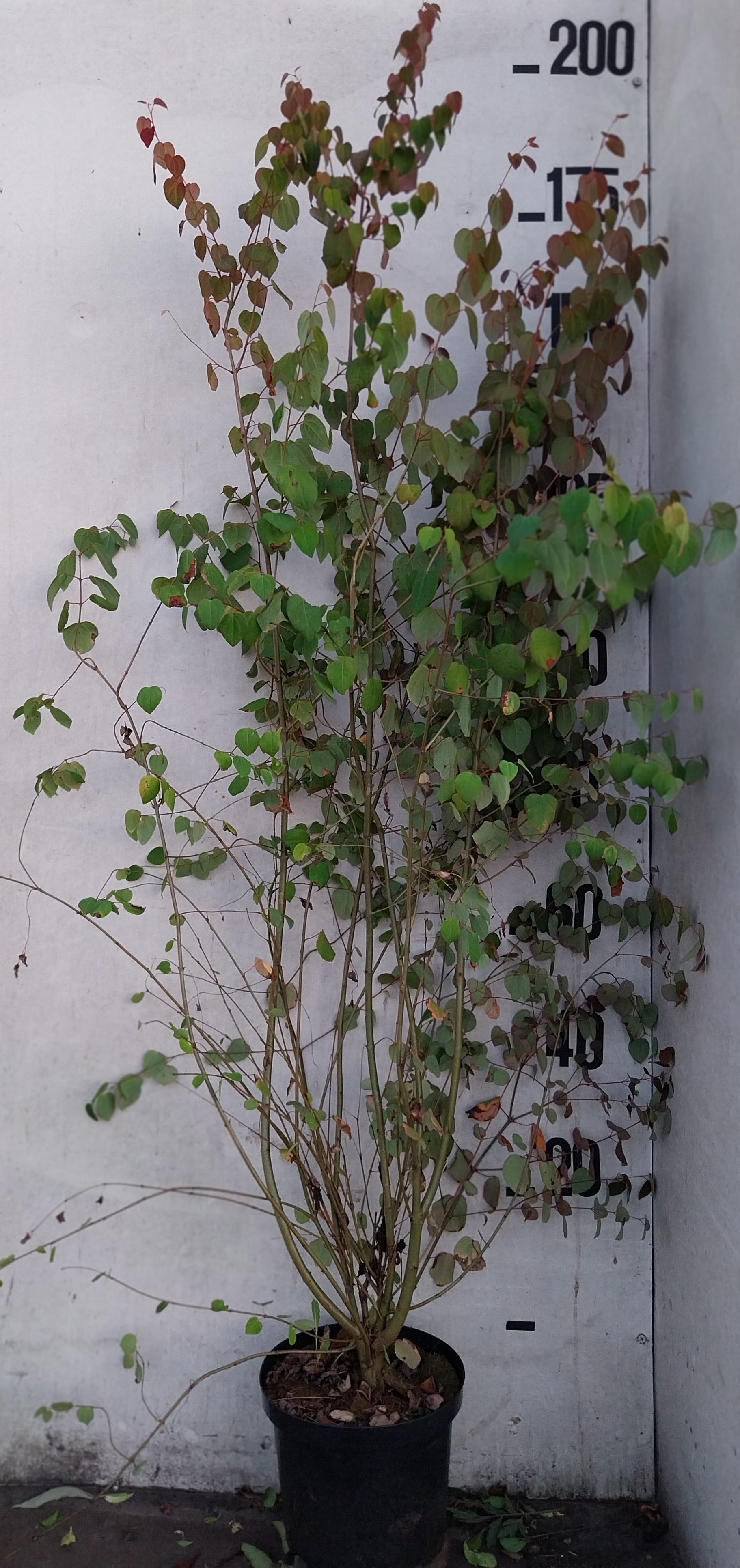 Katsura boom- Cercidiphyllum japonicum