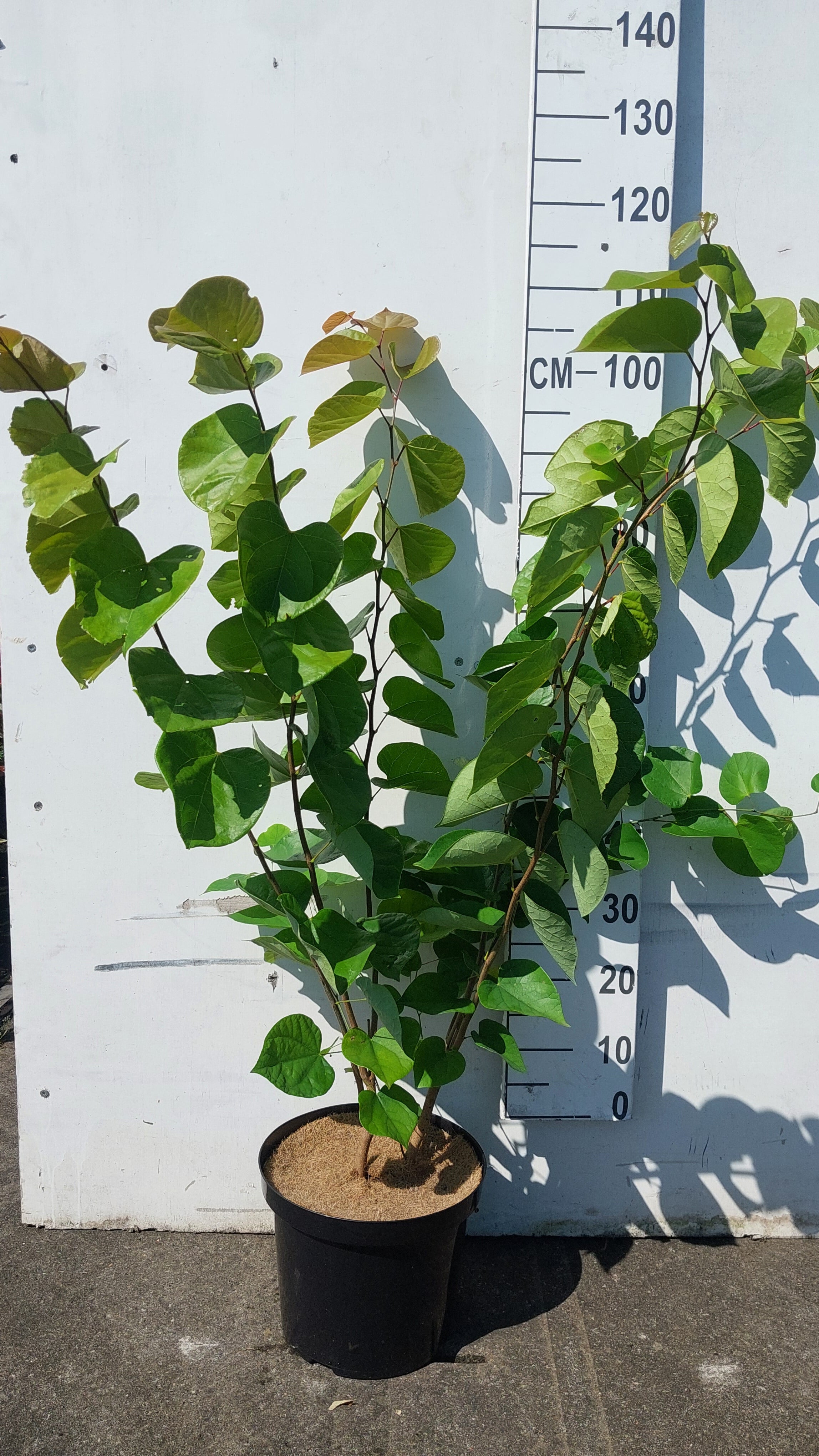 Chinese Judasboom- Cercis chinensis