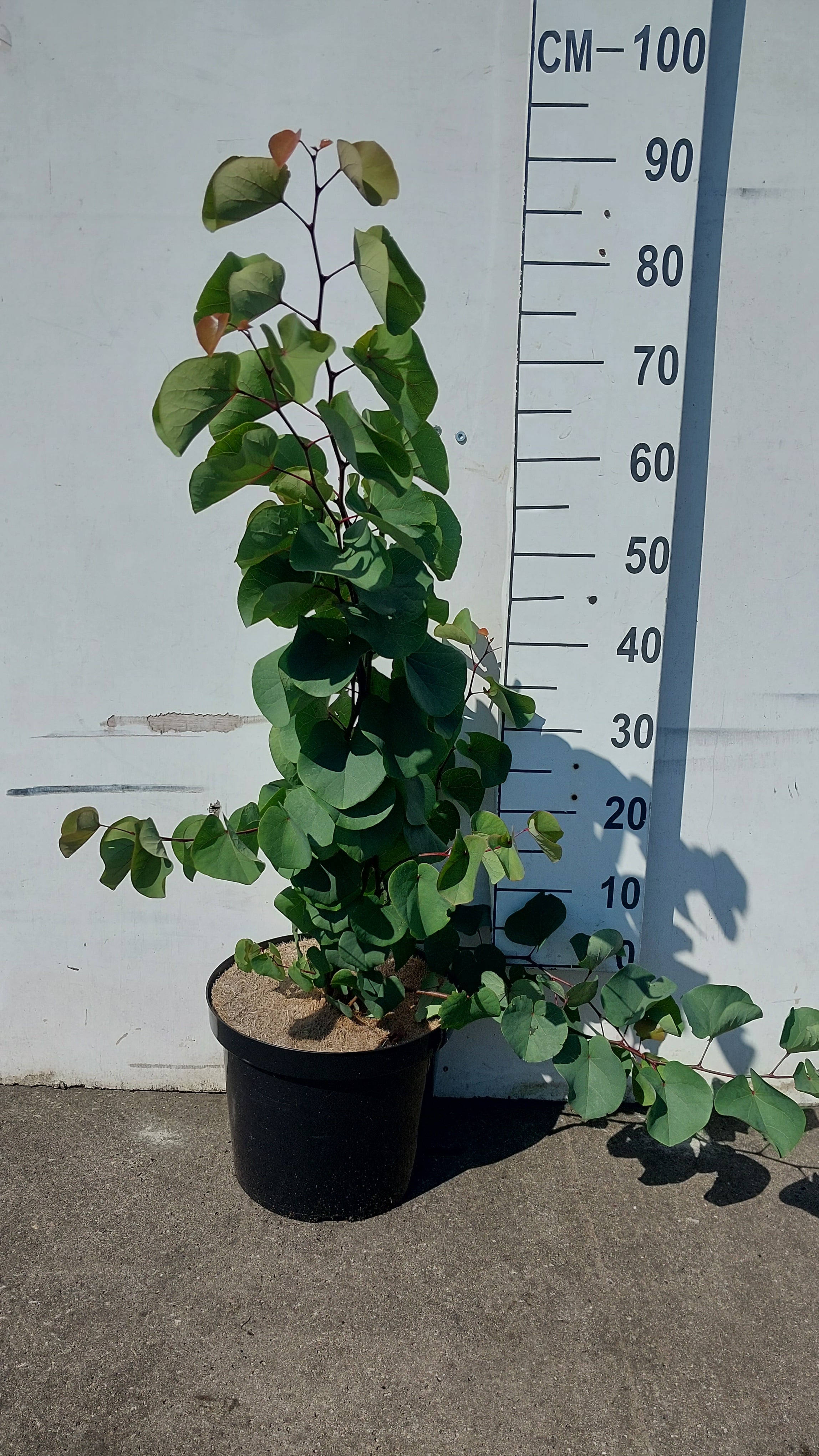 Judasboom- Cercis siliquastrum