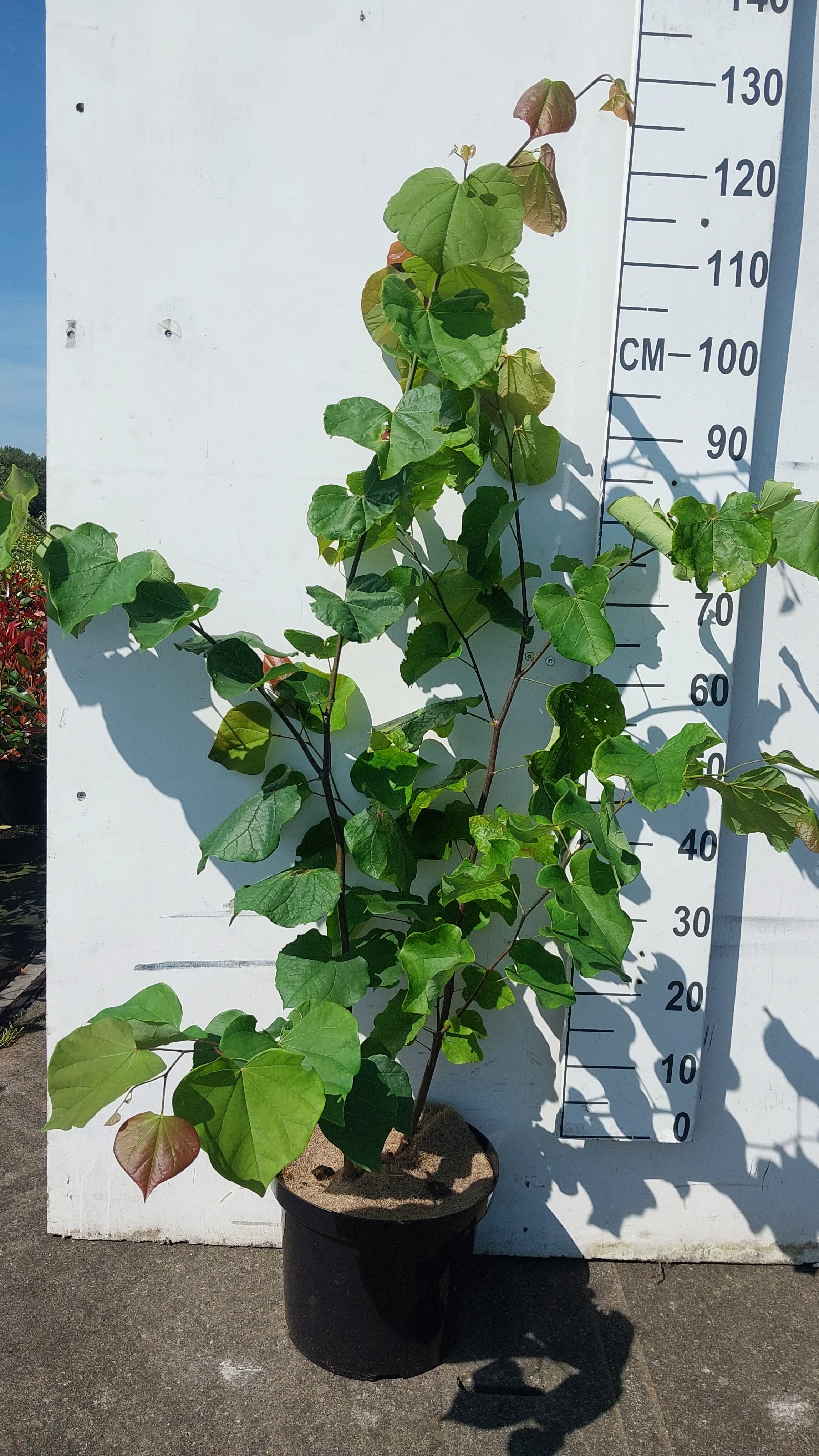 Amerikaanse Judasboom- Cercis canadensis