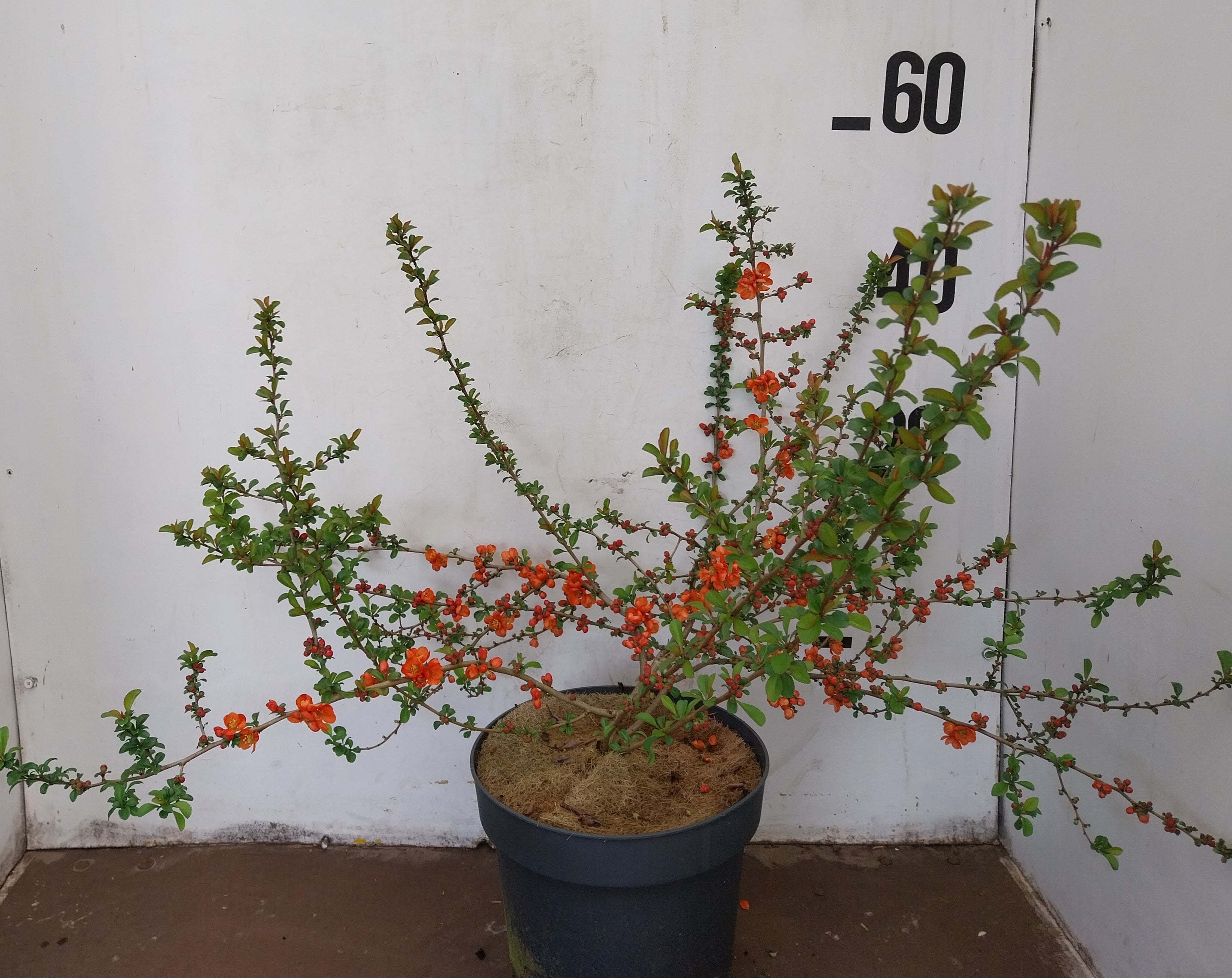 Sierkwee- Chaenomeles japonica 'Sargentii'
