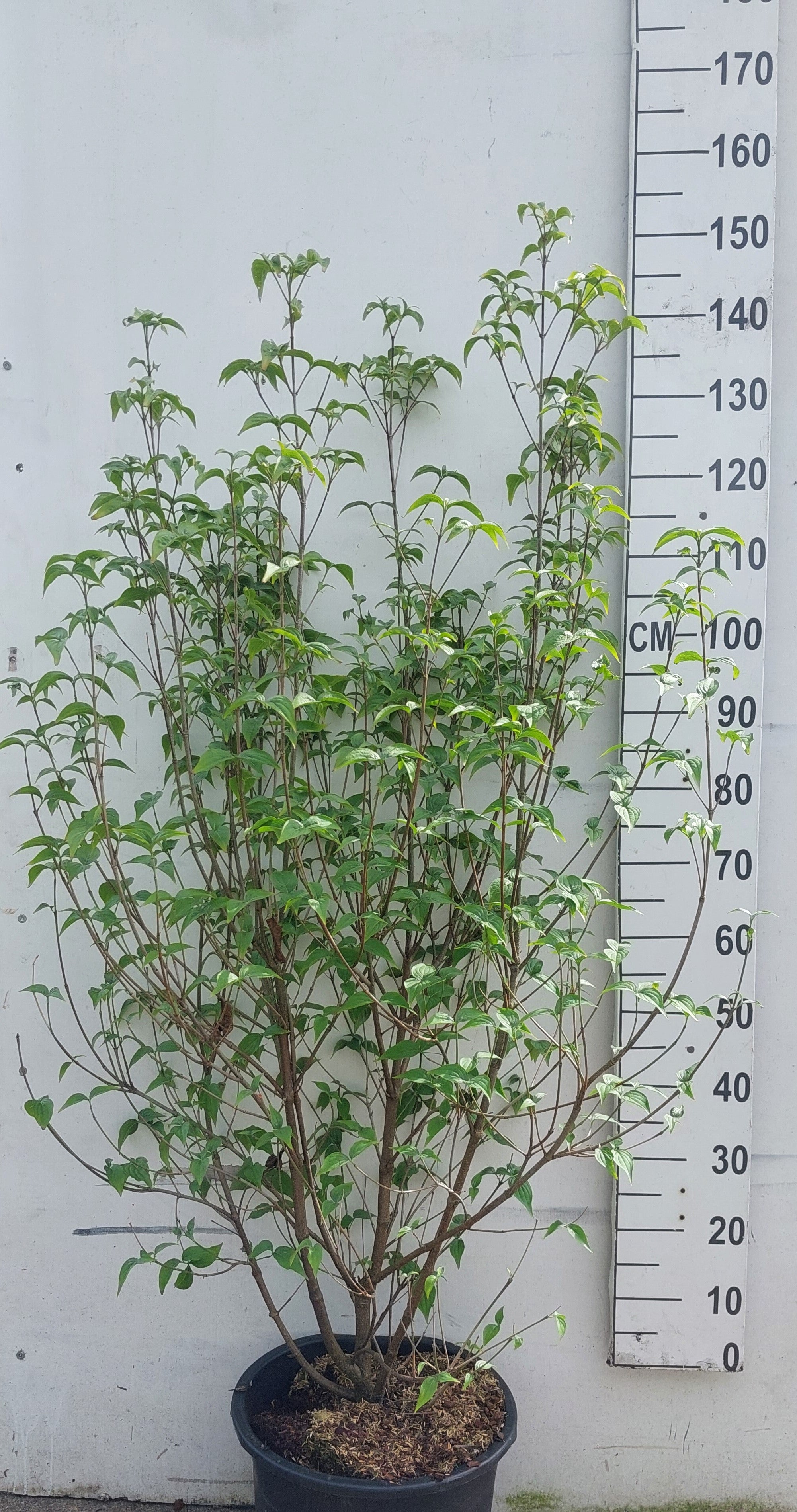 Japanse grootbloemige kornoelje-Cornus kousa chinensis