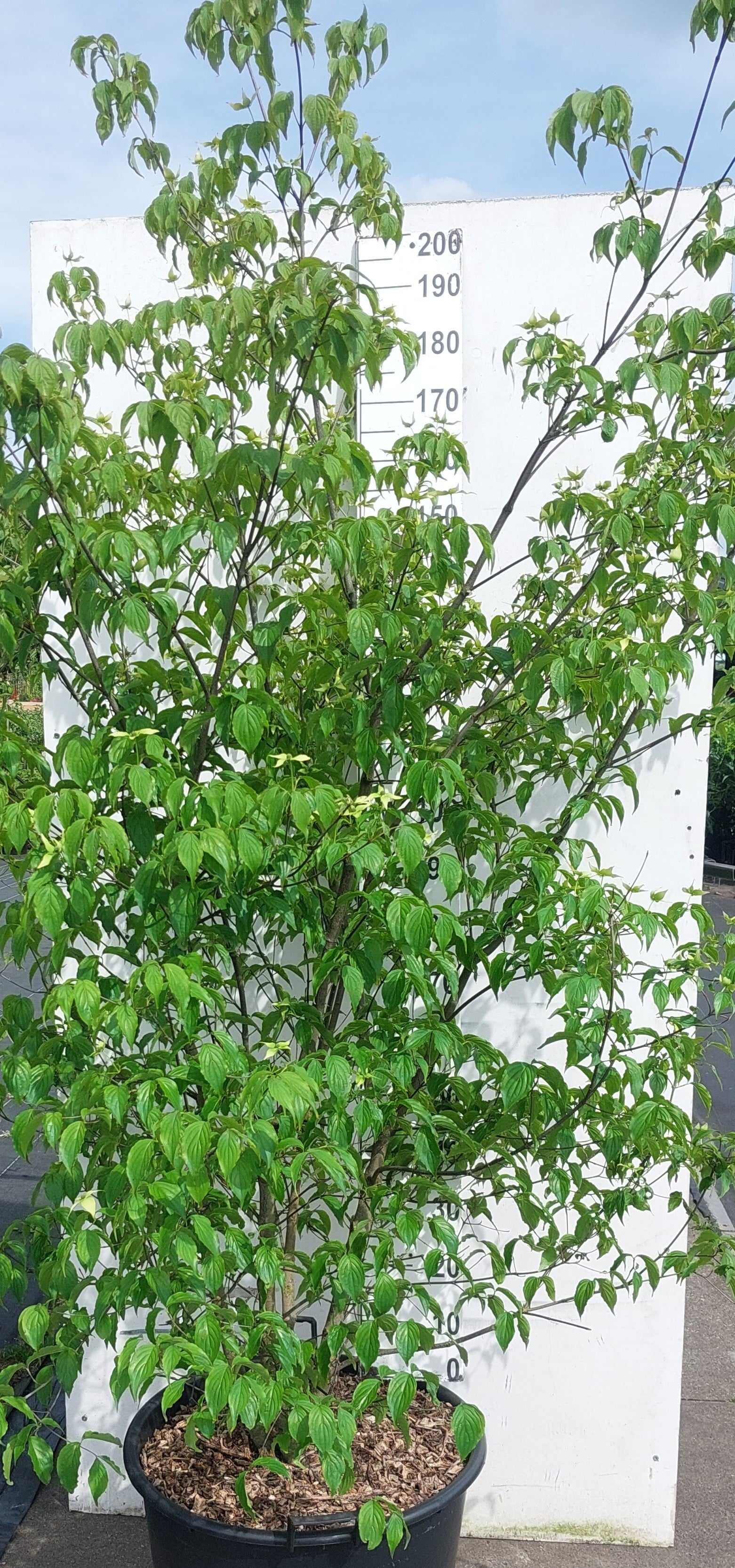 Japanse grootbloemige kornoelje in pot-Cornus kousa chinensis