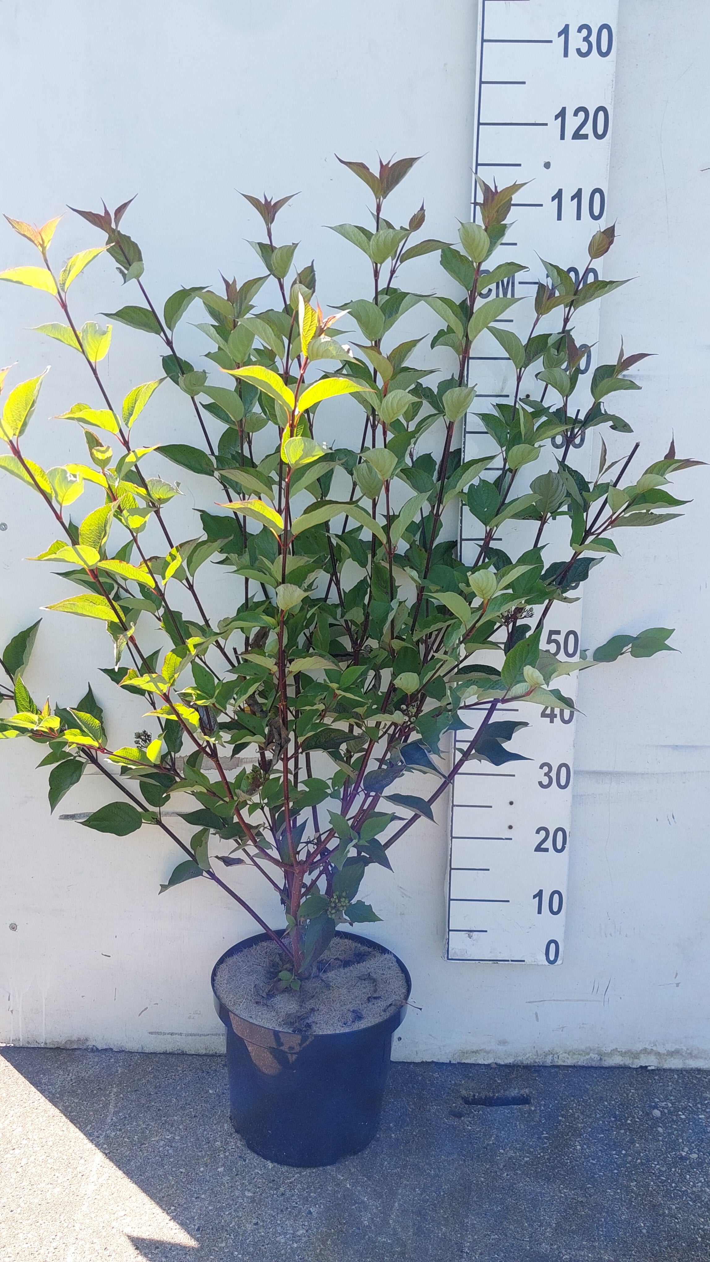 Witte kornoelje- Cornus alba 'Kesselringii'