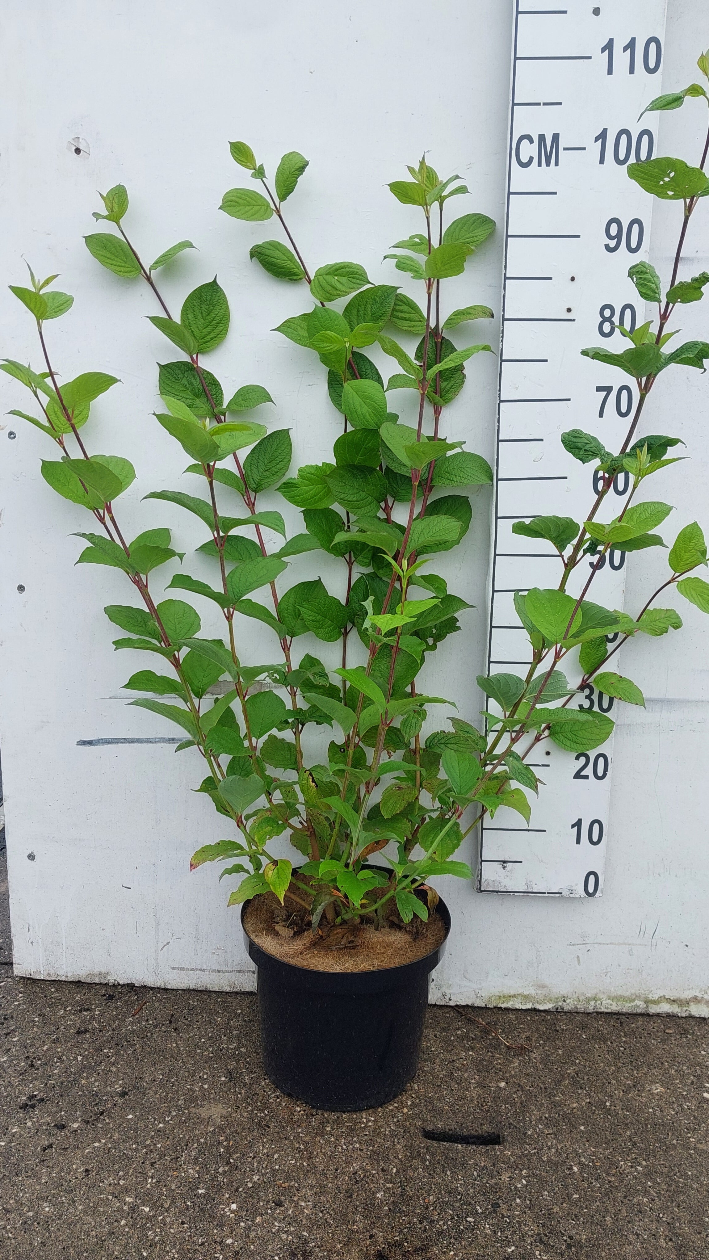 Kornoelje-Cornus alba 'Sibirica'