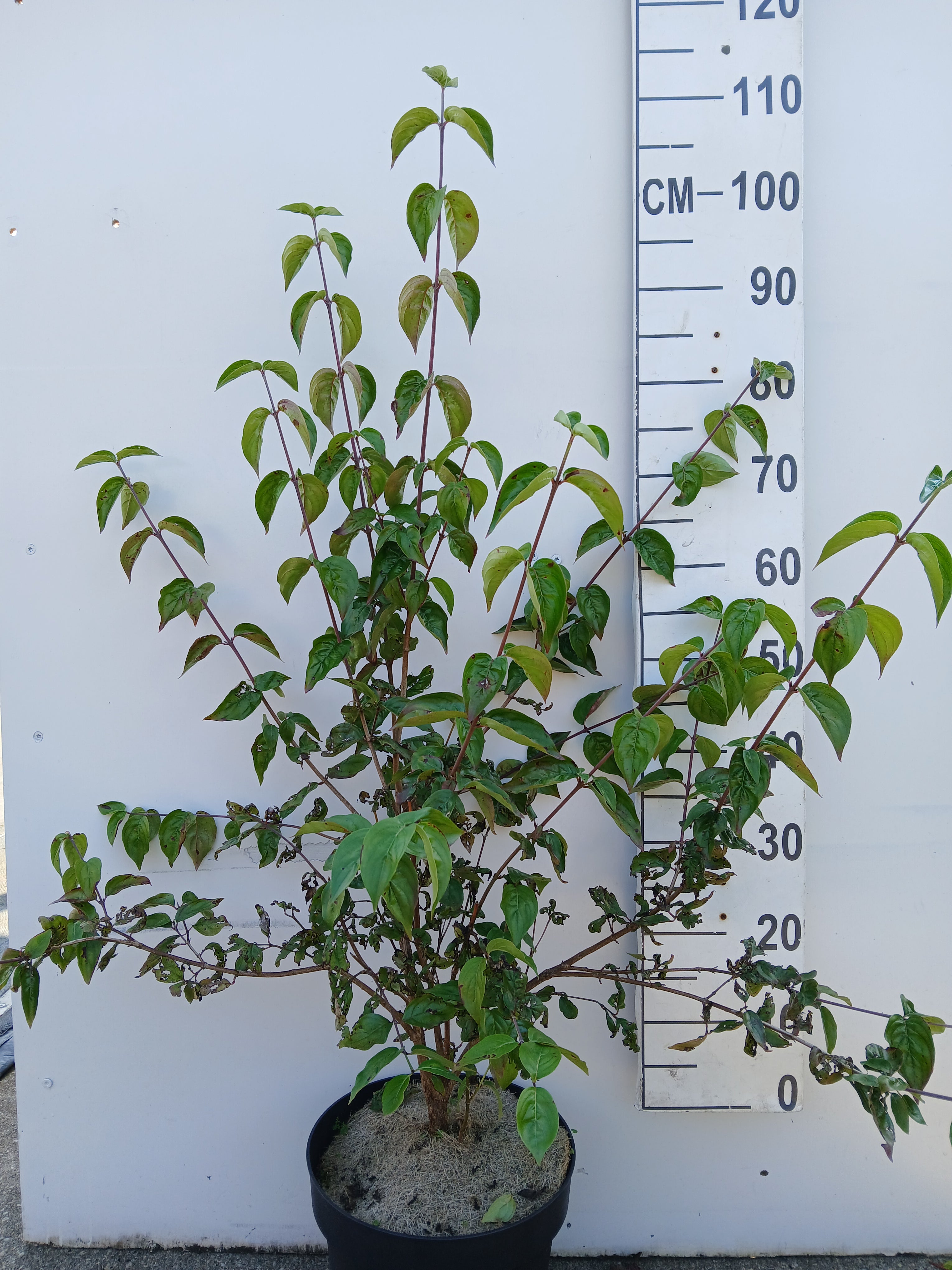 Gele kornoelje- Cornus mas