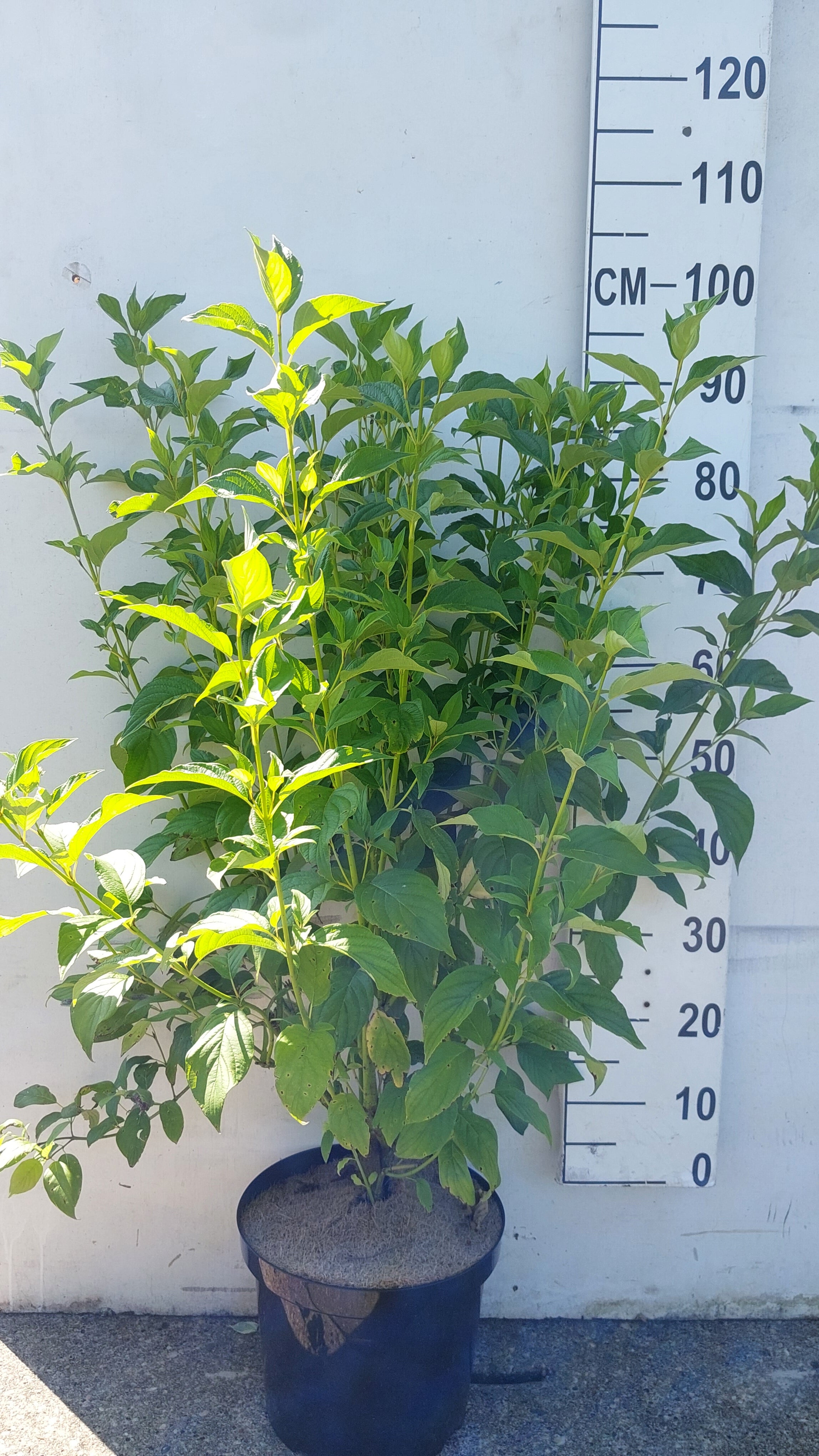Canadese kornoelje- Cornus sericea 'Flaviramea'