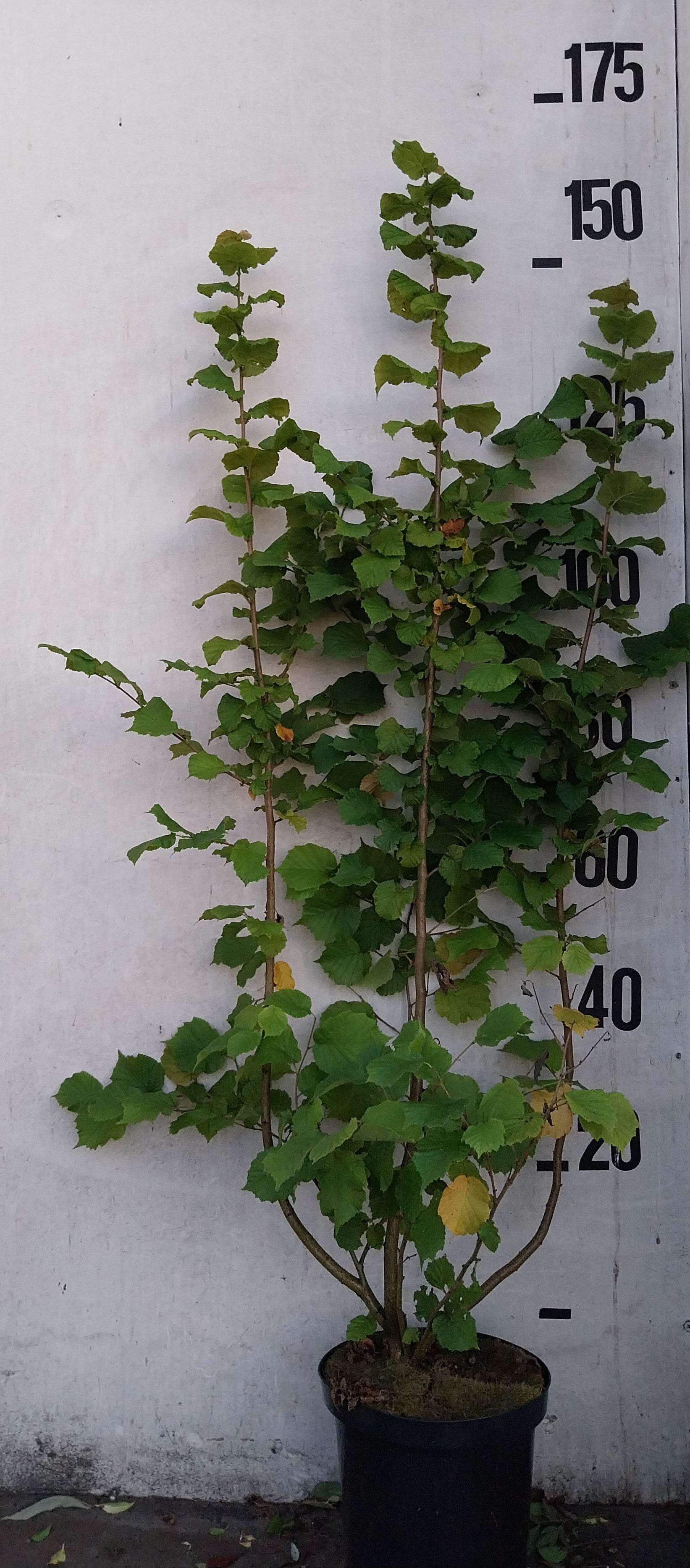 Hazelaar- Corylus avellana