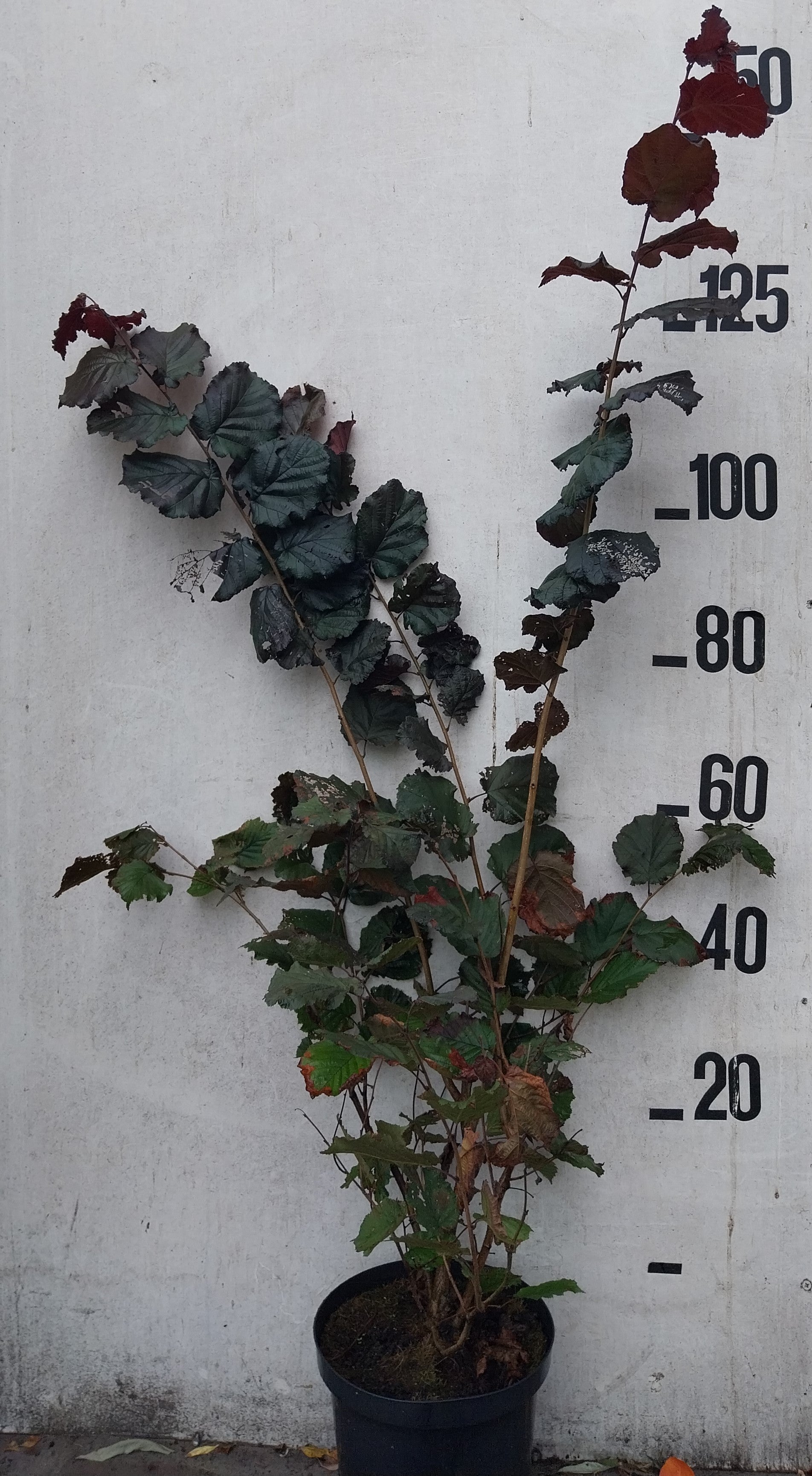 Paarse hazelaar in pot- Corylus maxima 'Purpurea'
