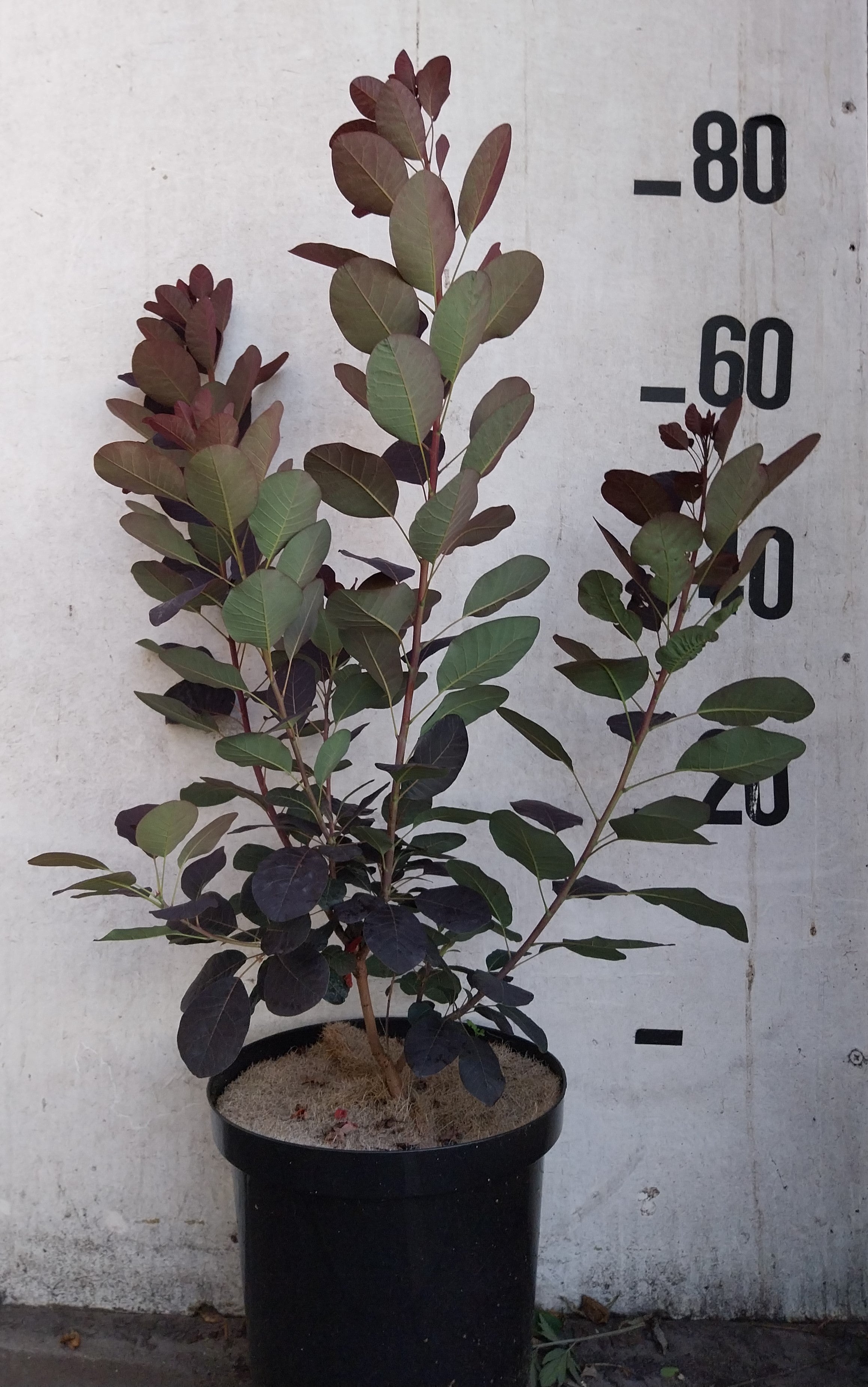 Pruikenboom-Cotinus coggygria 'Royal Purple'