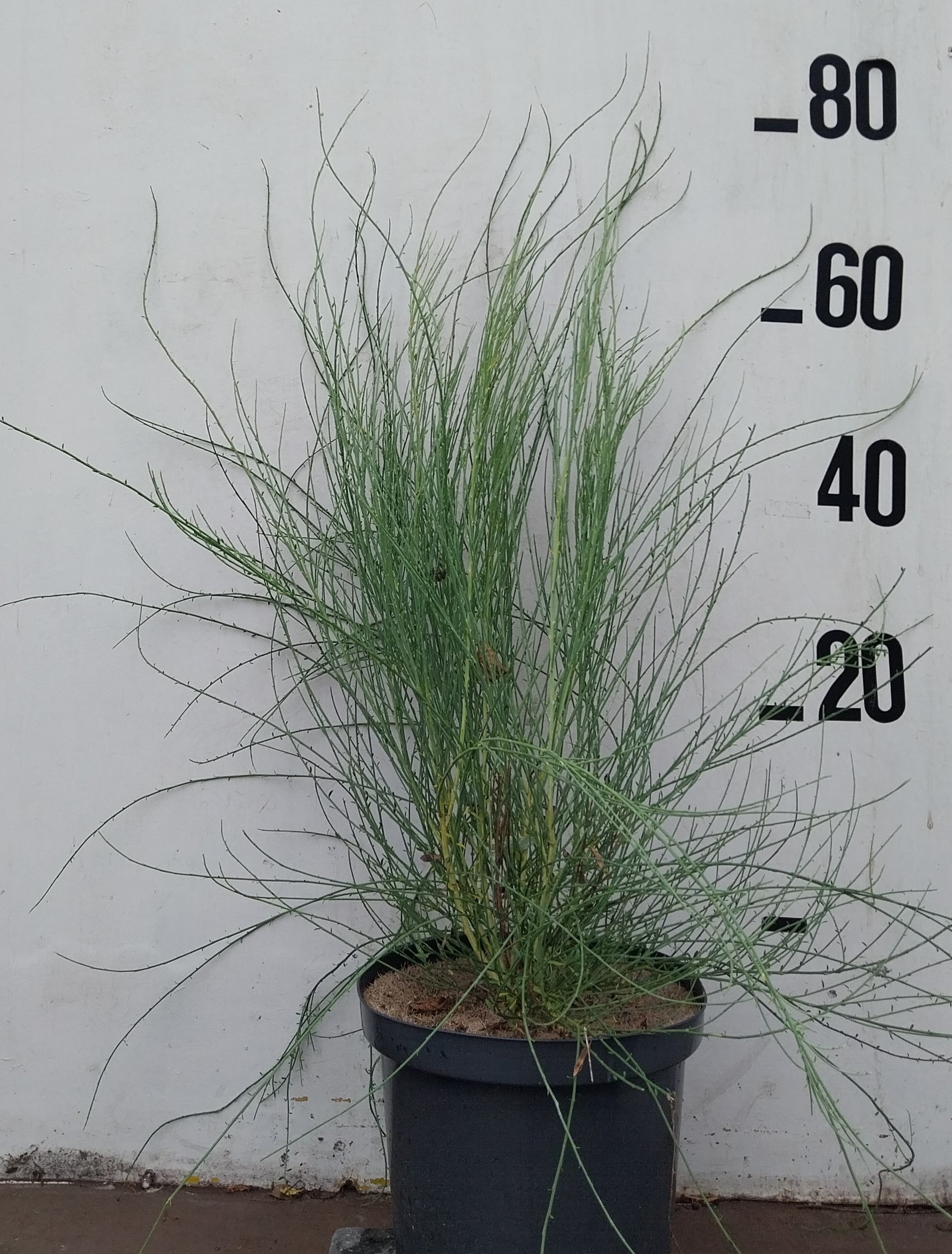Voorjaarsbloeiende brem in pot- Cytisus praecox