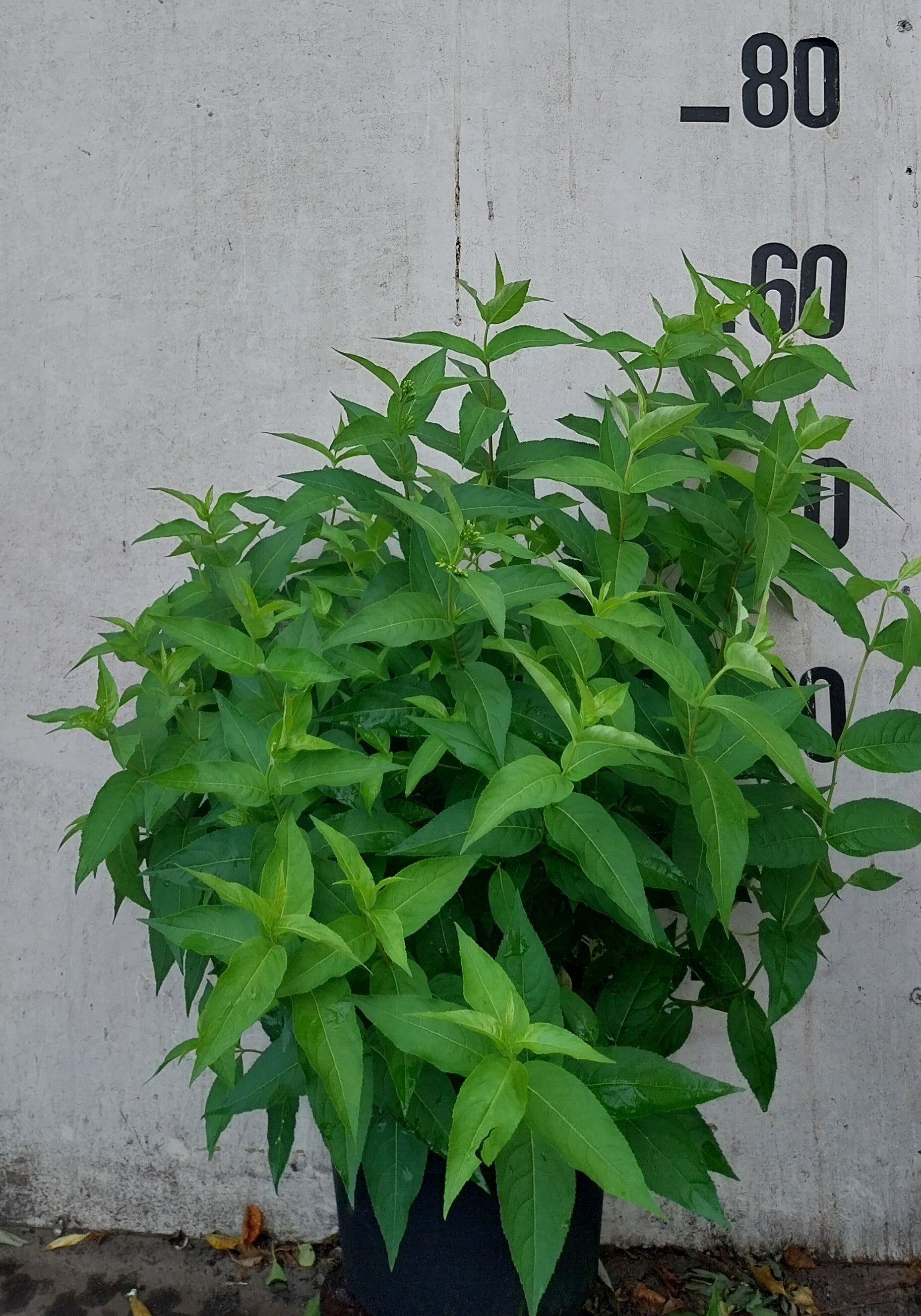 Diervilla sessilifolia in pot- Diervilla sessilifolia 'Butterfly'