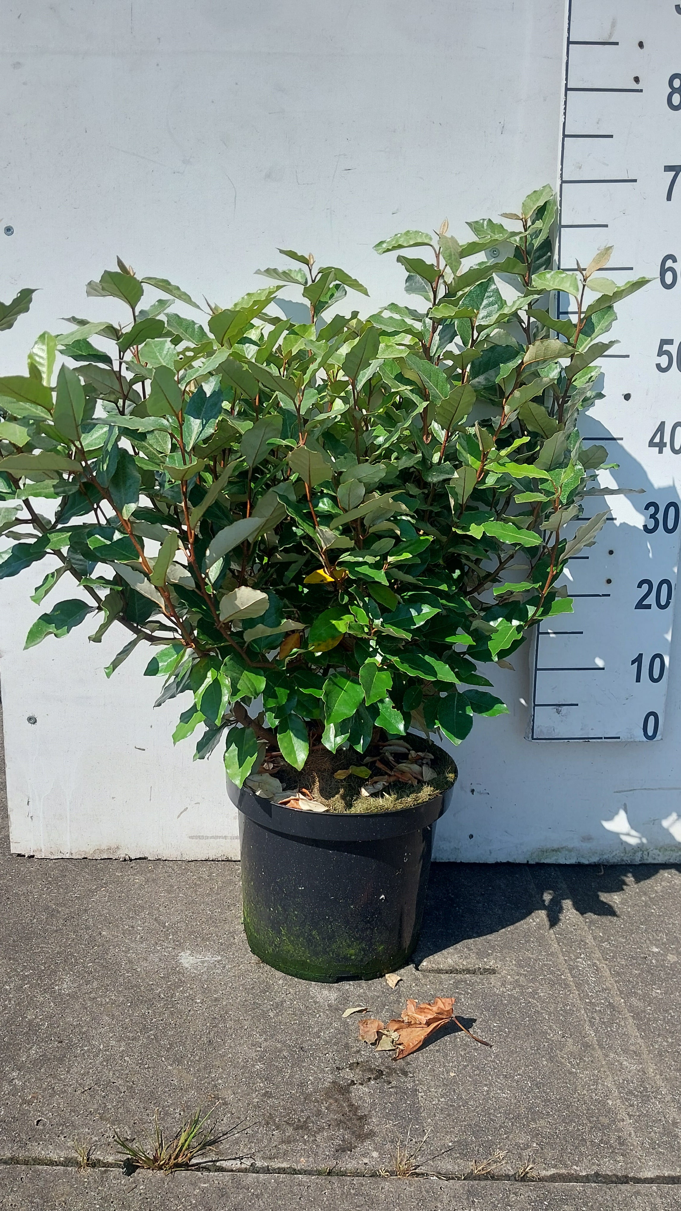 Olijfwilg- Elaeagnus ebbingei 'Compacta'