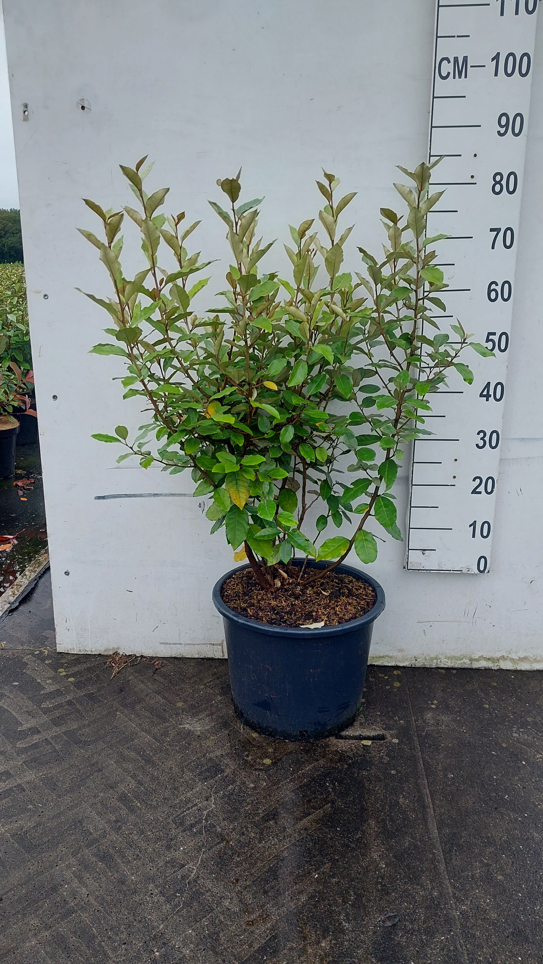 Olijfwilg- Elaeagnus ebbingei 'Compacta'