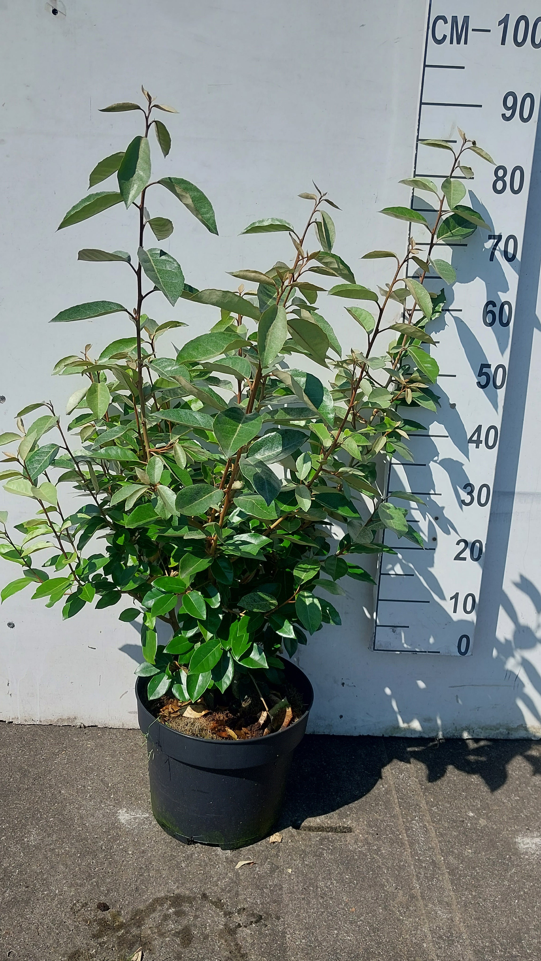 Olijfwilg- Elaeagnus ebbingei