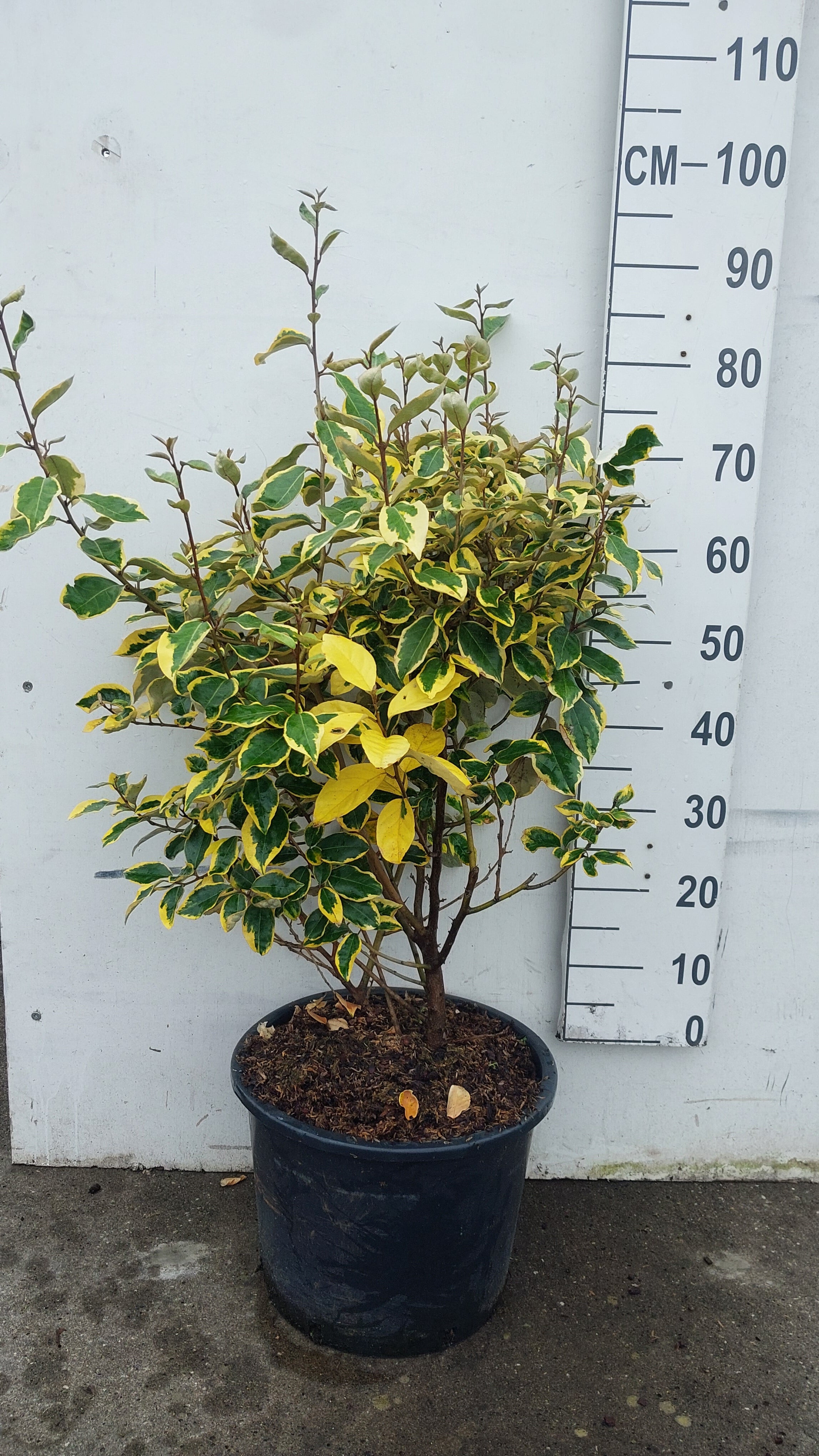 Bontbladige olijfwilg- Elaeagnus ebbingei 'Gilt Edge'