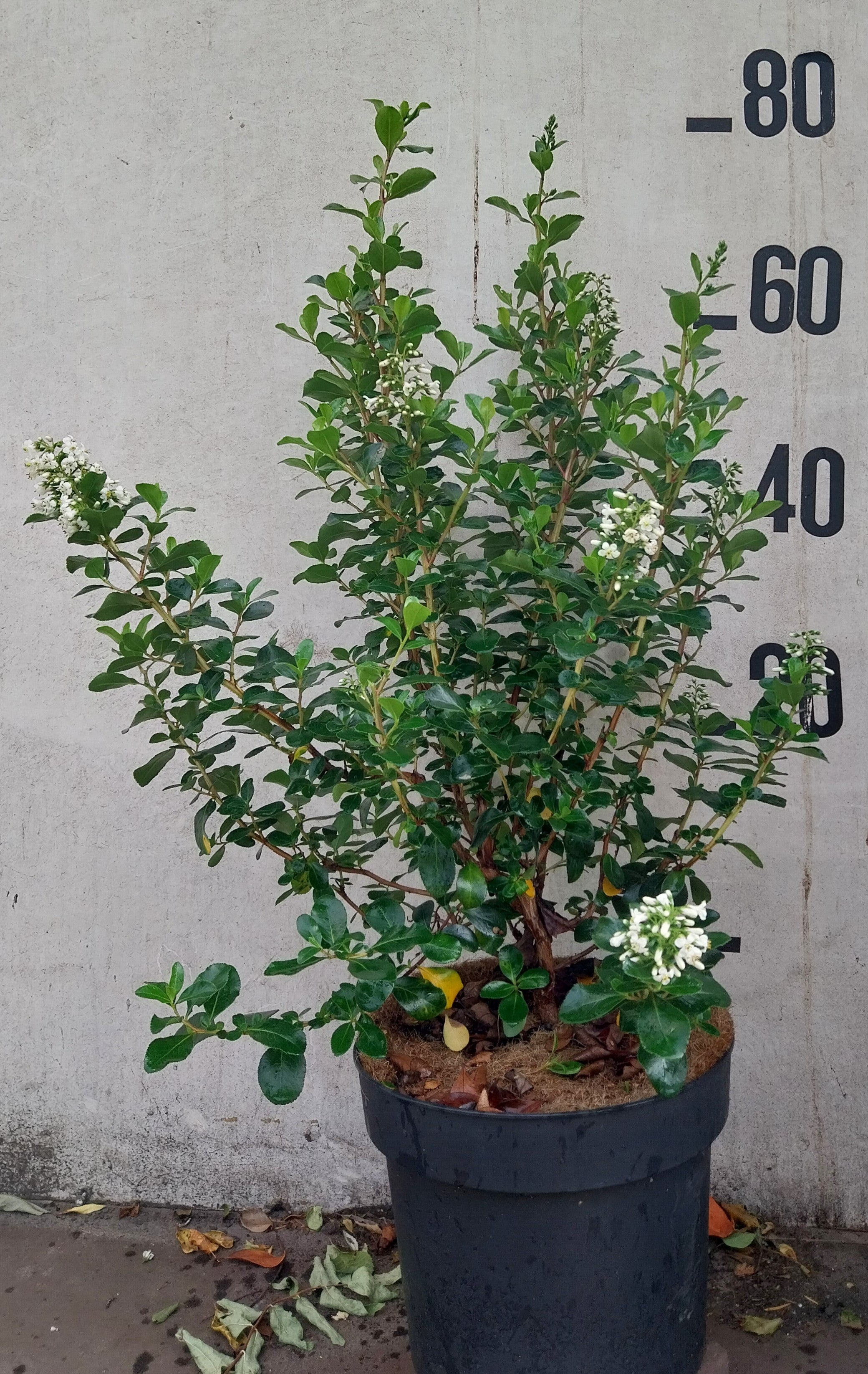 Escallonia in pot- Escallonia 'Iveyi'