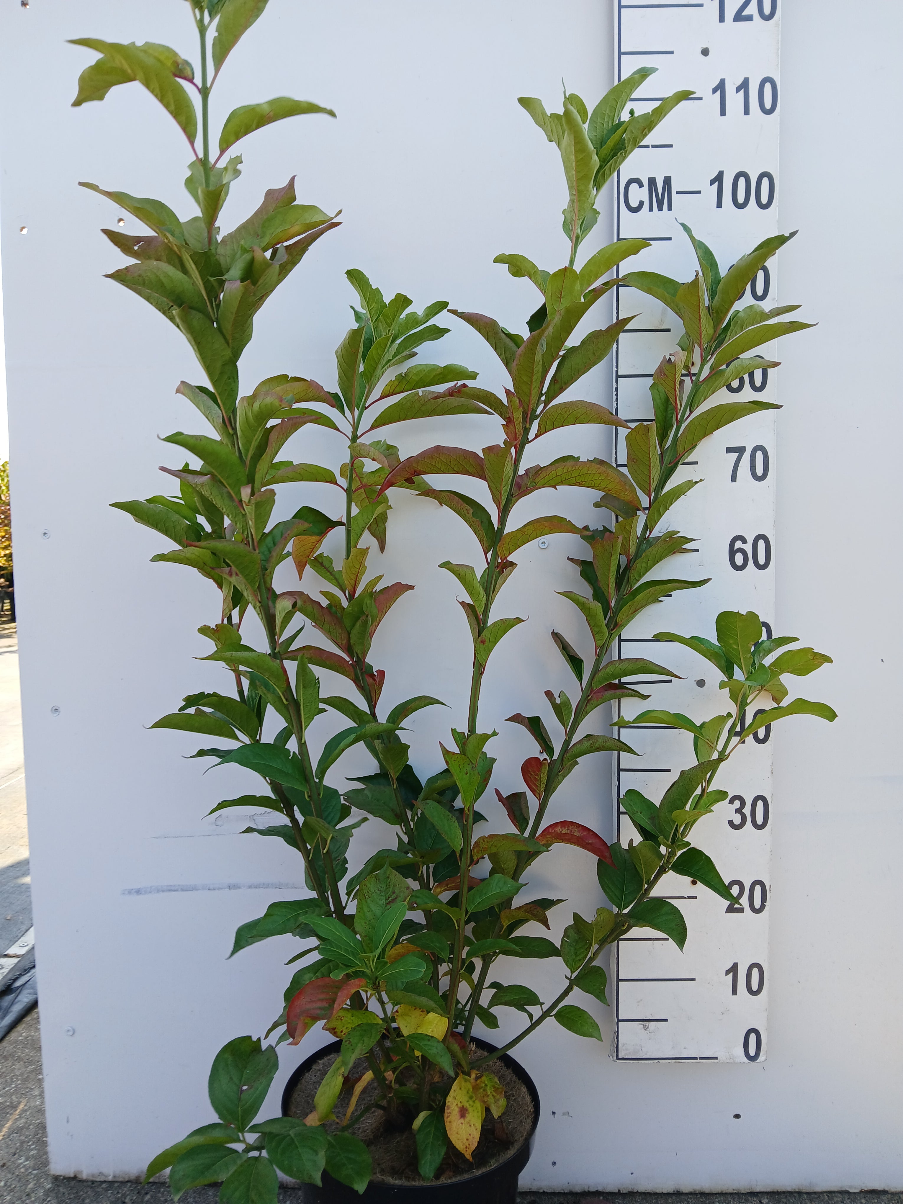 Kardinaalshoed in pot- Euonymus europaeus 'Red Cascade'
