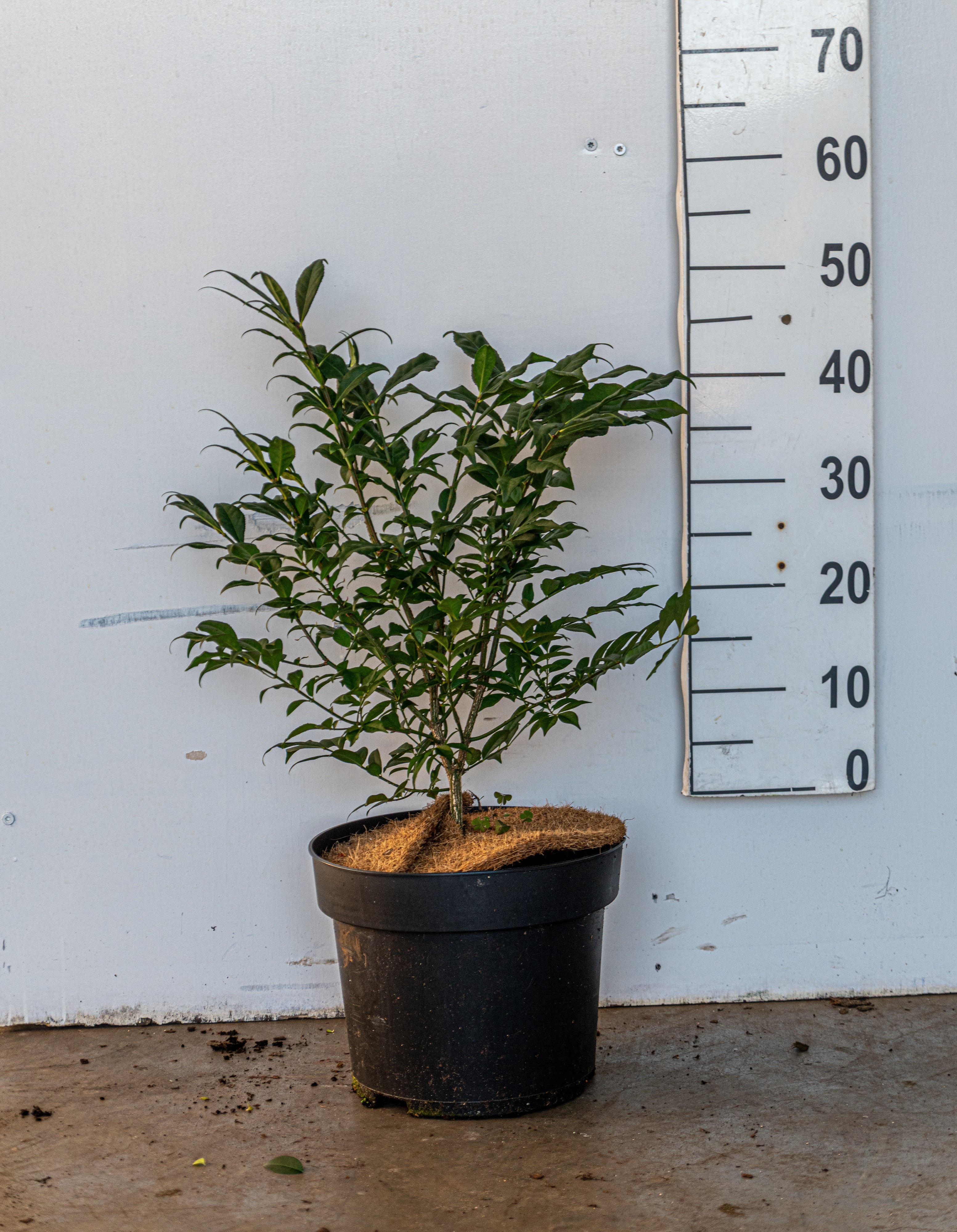 Kardinaalshoed in pot- Euonymus alatus 'Compactus'