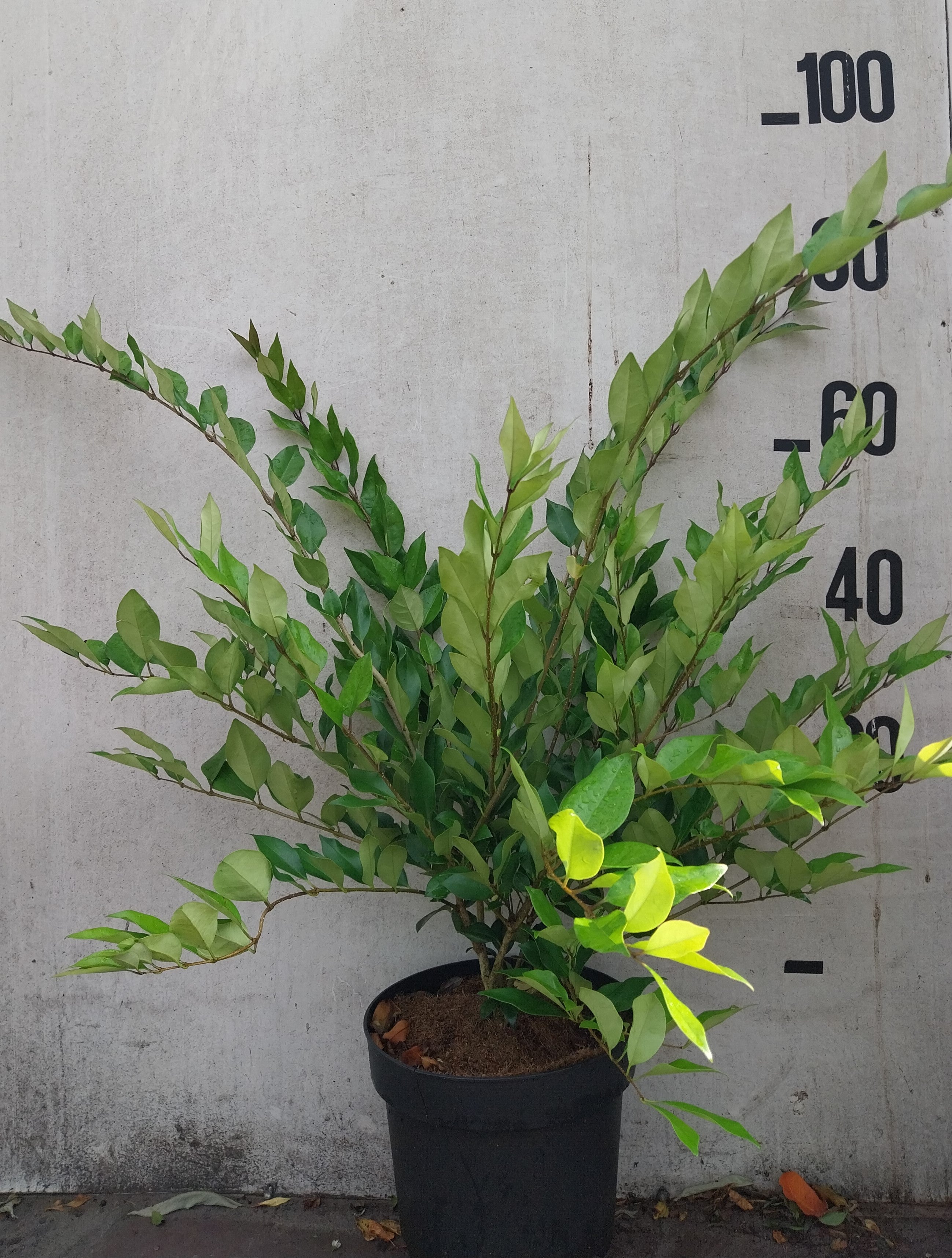Liguster- Ligustrum lucidum