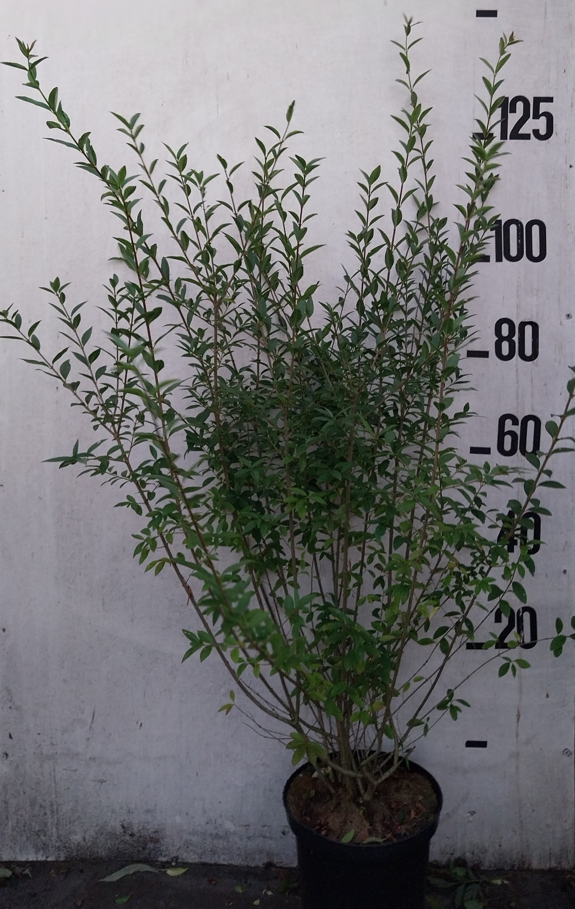 Gewone liguster in pot- Ligustrum vulgare