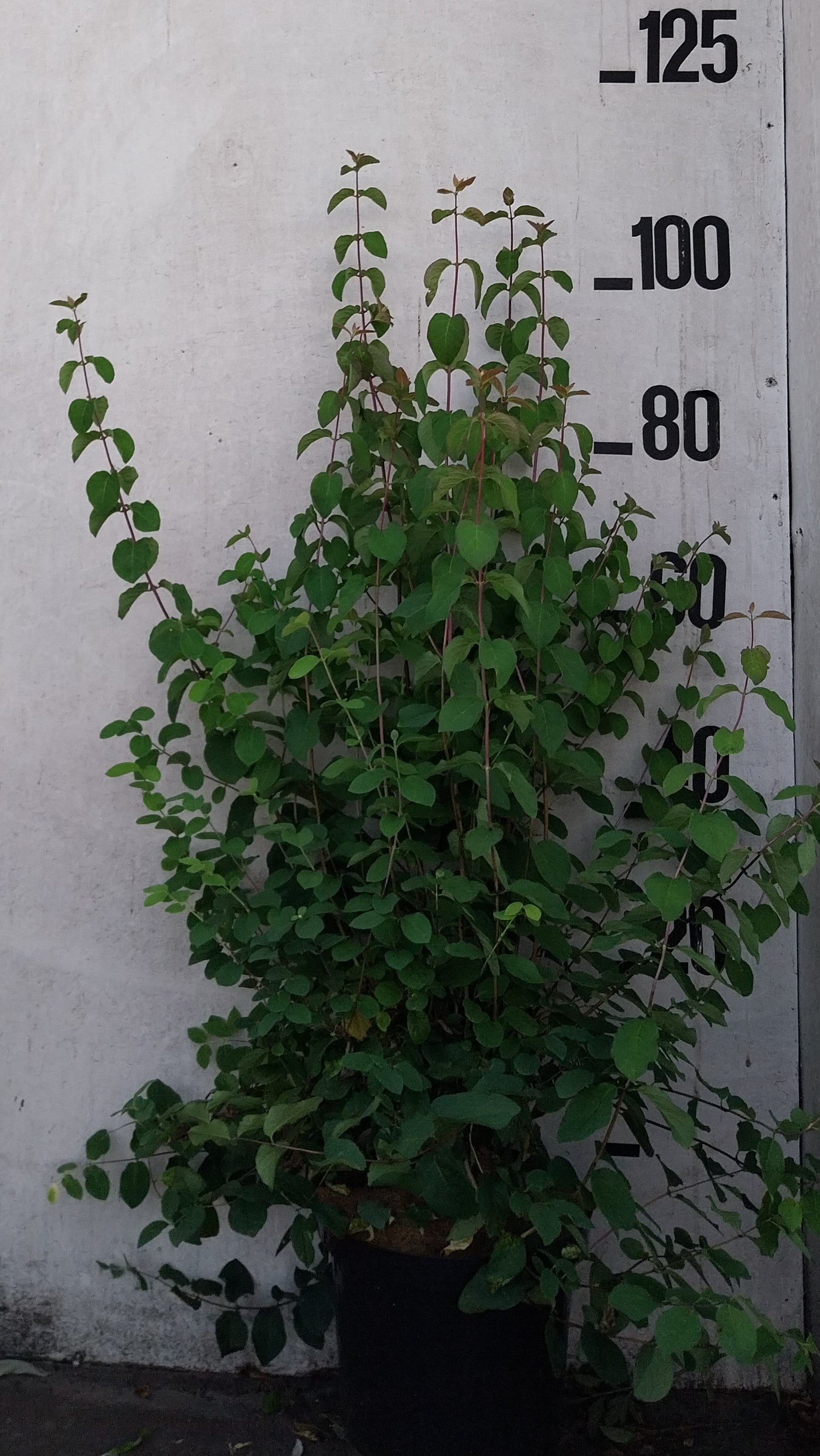 Rode kamperfoelie- Lonicera xylosteum