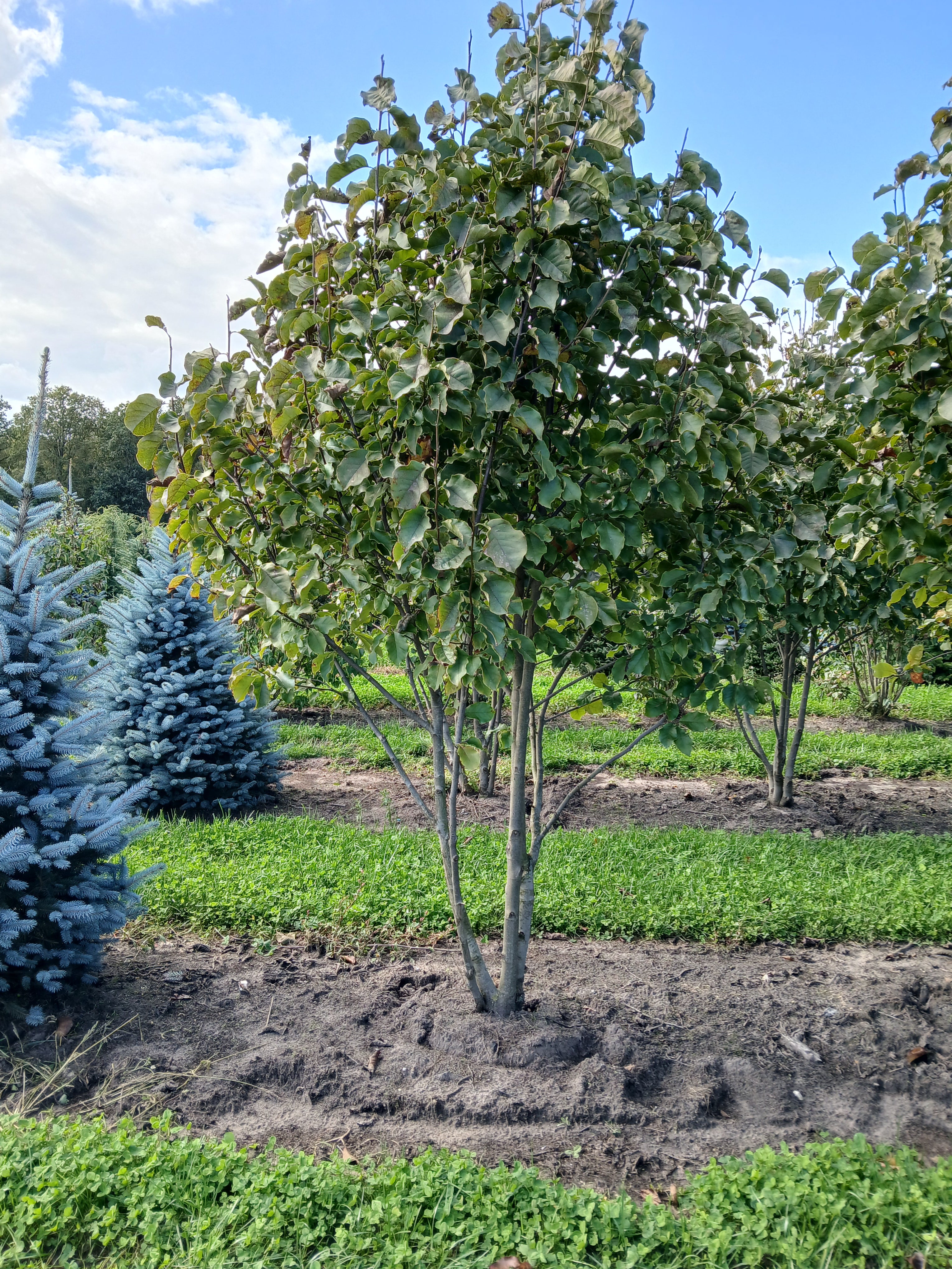 Beverboom met kluit- Magnolia 'Galaxy'