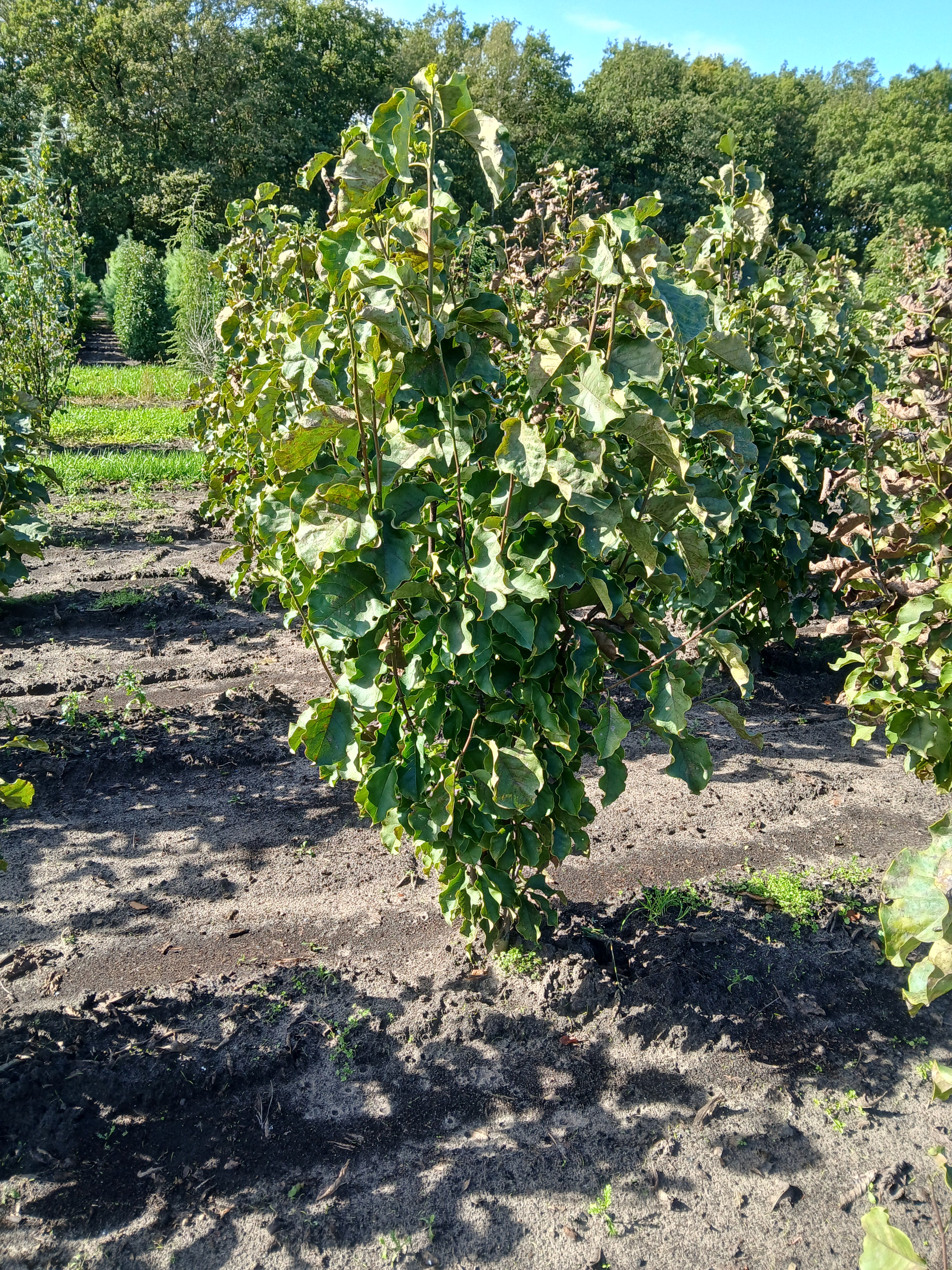 Beverboom met kluit- Magnolia 'Galaxy'