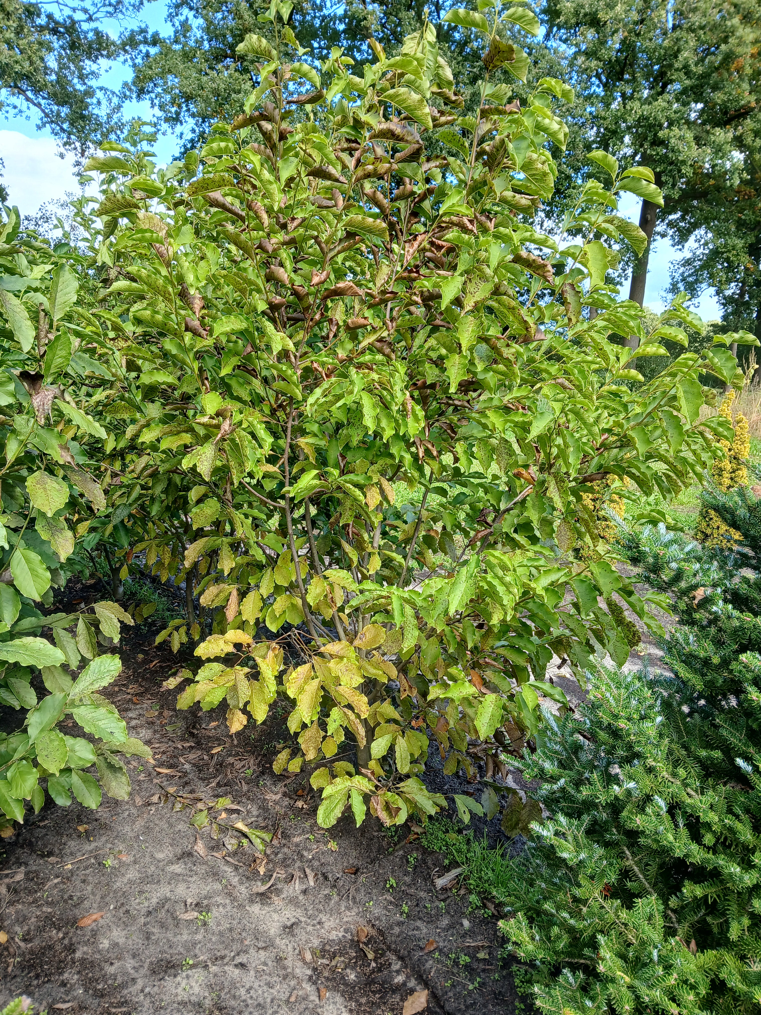 Noorderlijke Japanse magnolia met kluit- Magnolia 'Kobus'