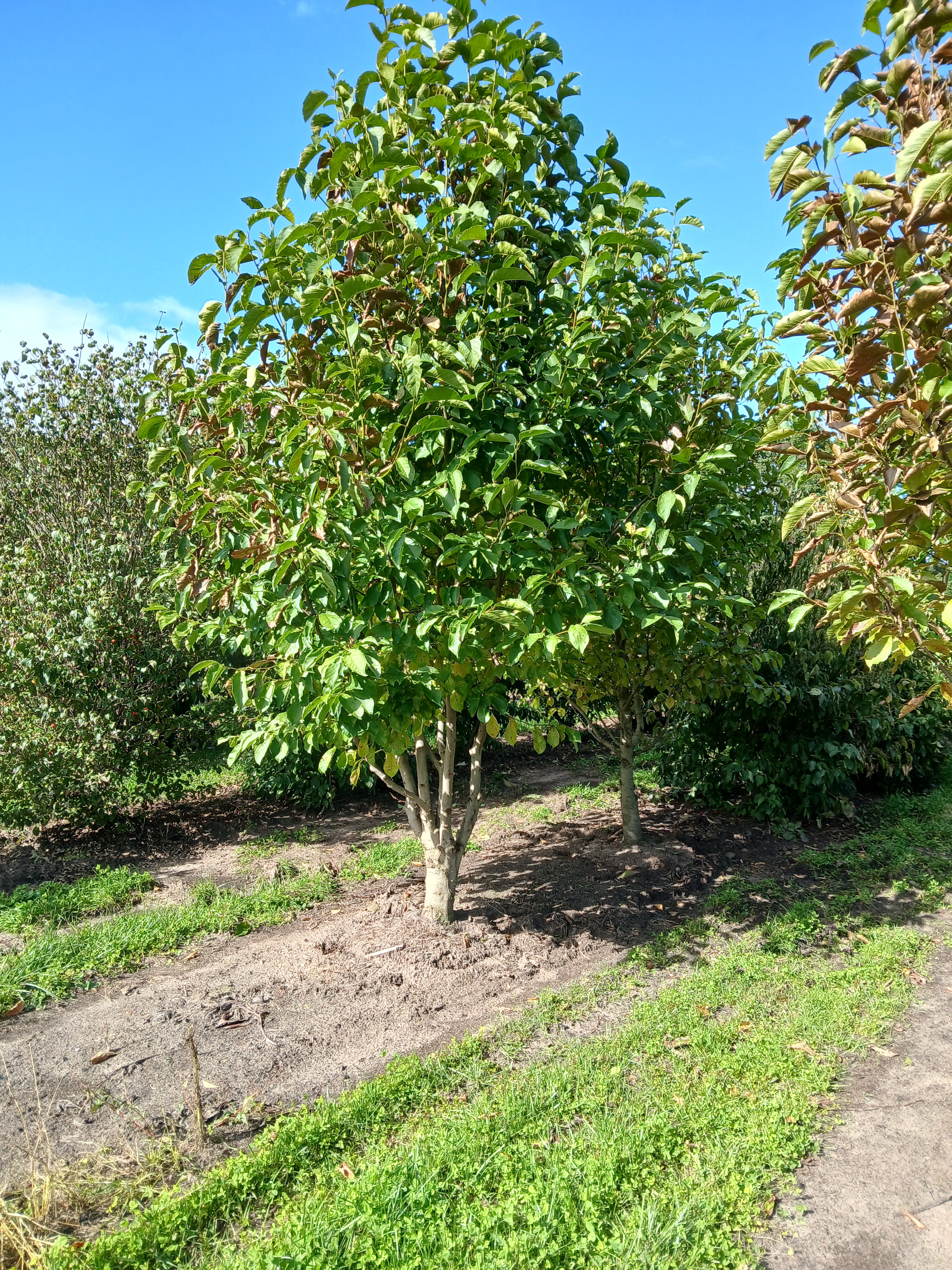 Noorderlijke Japanse magnolia met kluit- Magnolia 'Kobus'