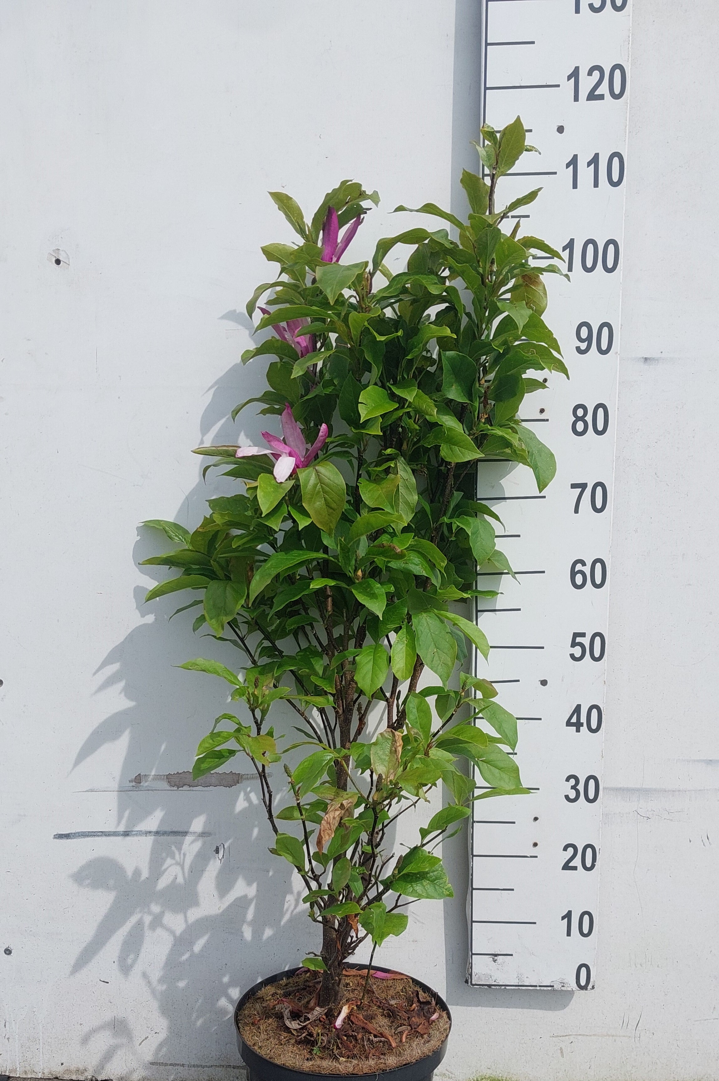 Beverboom in pot- Magnolia 'Susan'