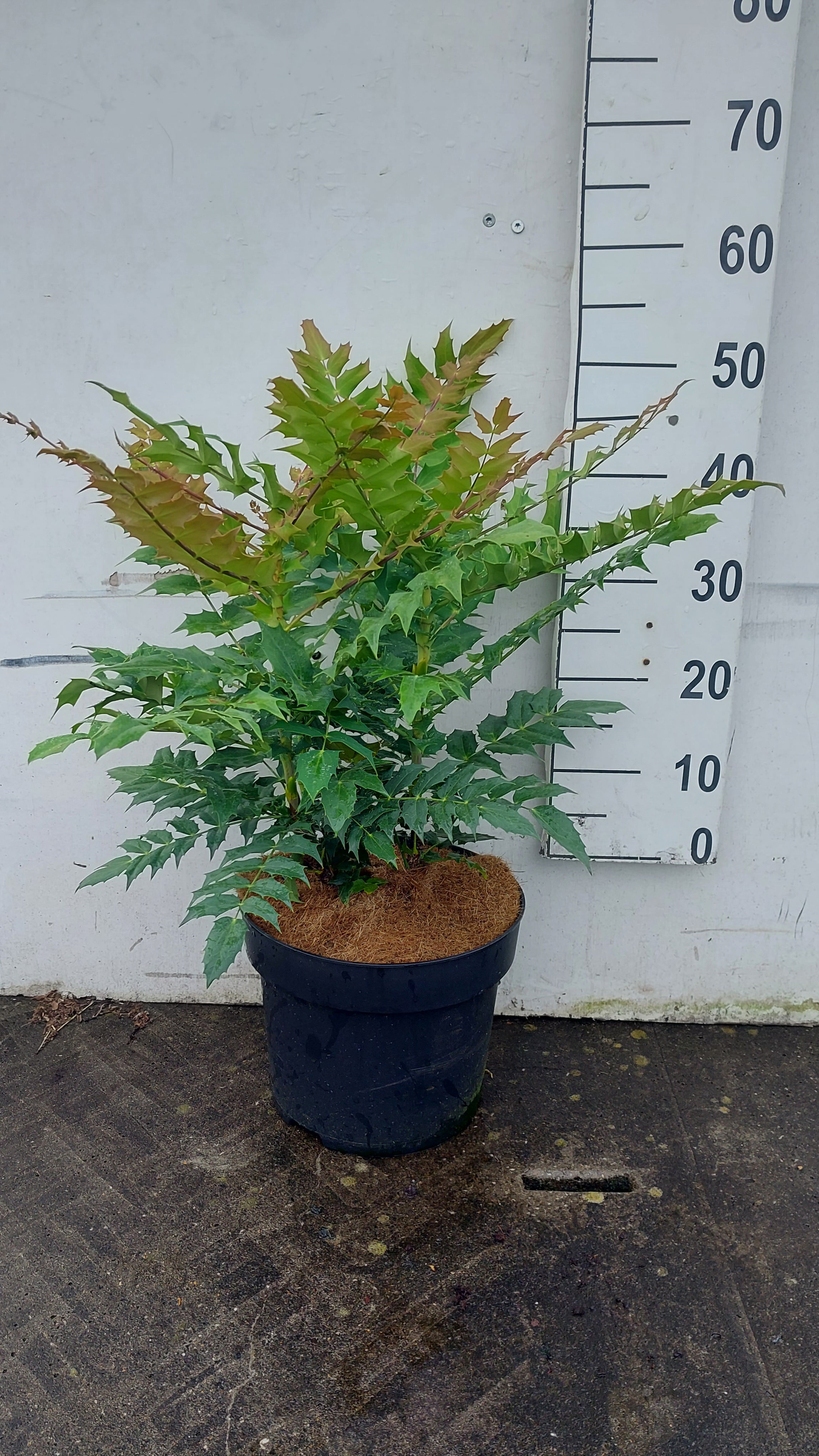 Mahoniestruik- Mahonia media 'Winter Sun'