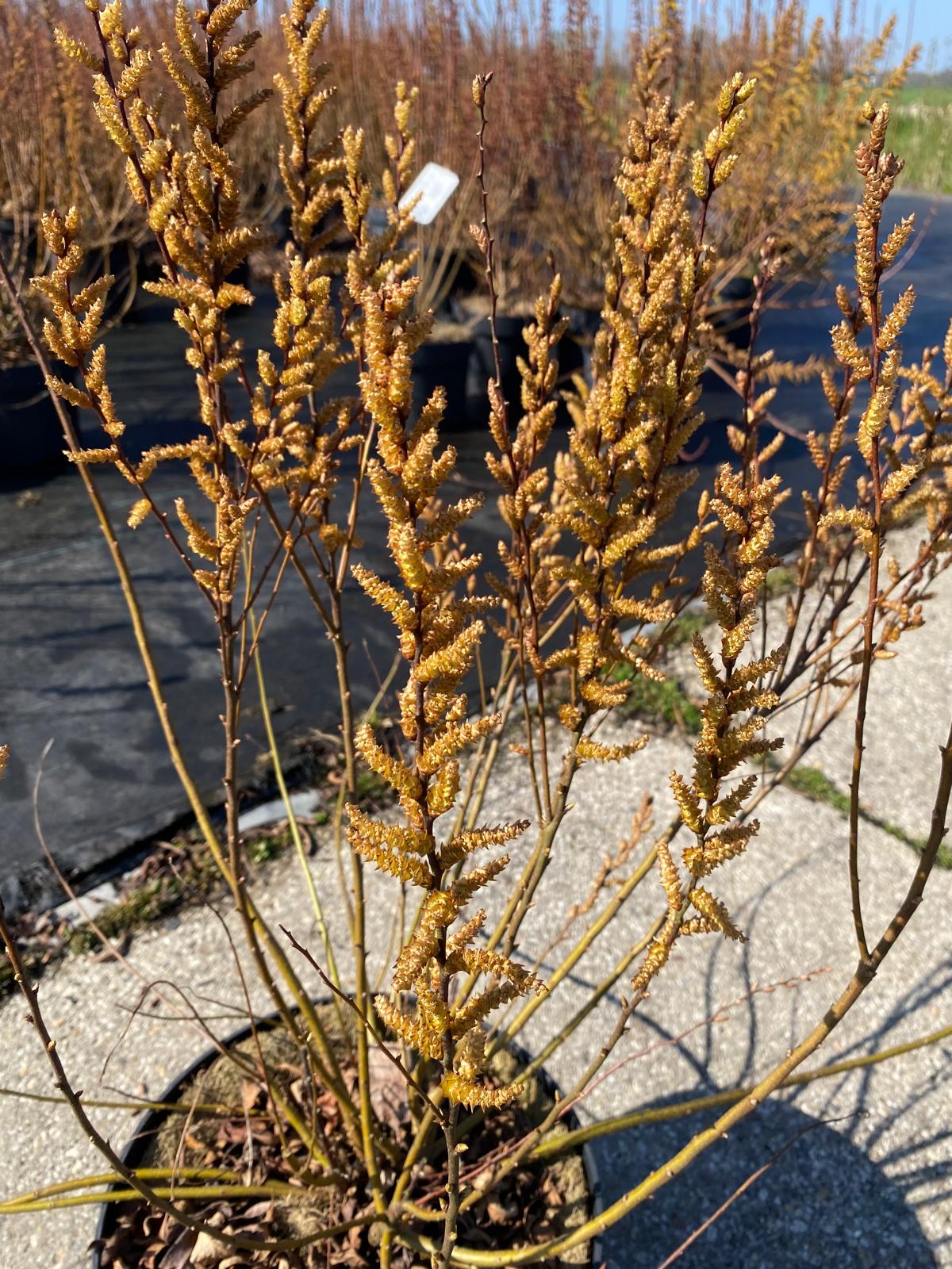 Wilde gagel in pot- Myrica gale