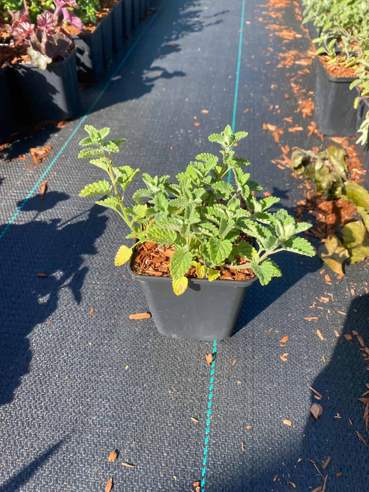 Kattenkruid- Nepeta faassenii
