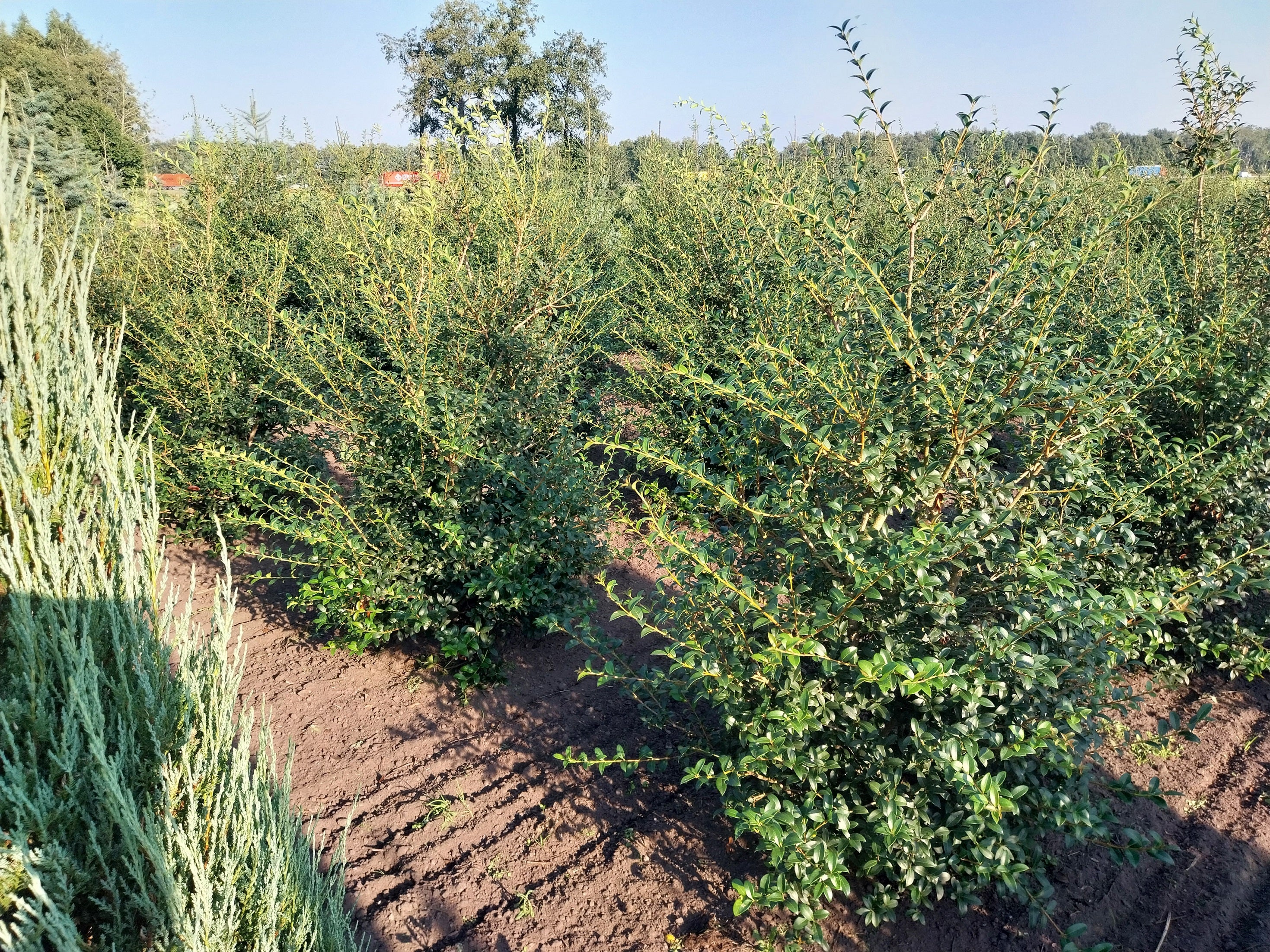 Schijnhulst in pot- Osmanthus x Burkwoodii