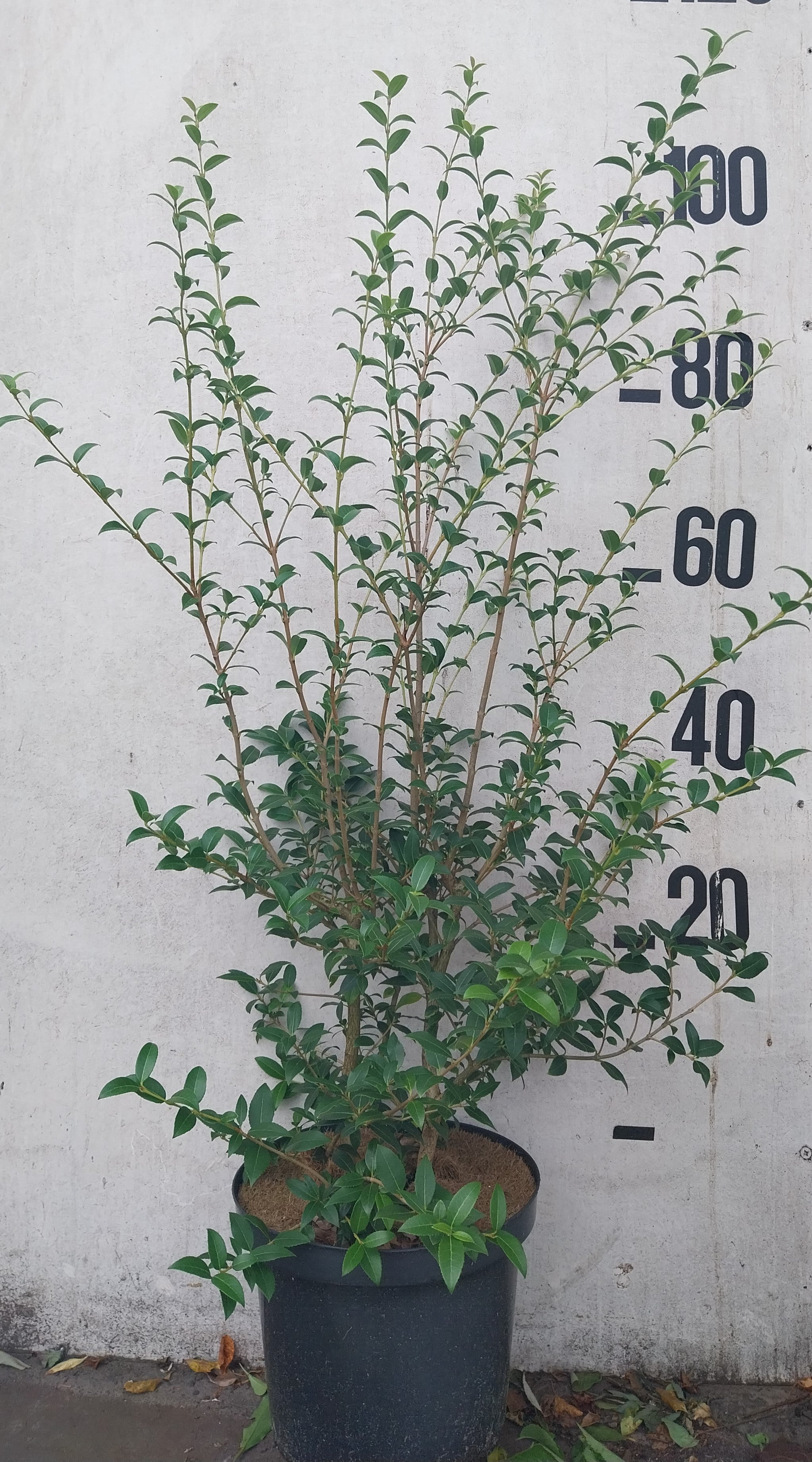 Schijnhulst in pot- Osmanthus x Burkwoodii