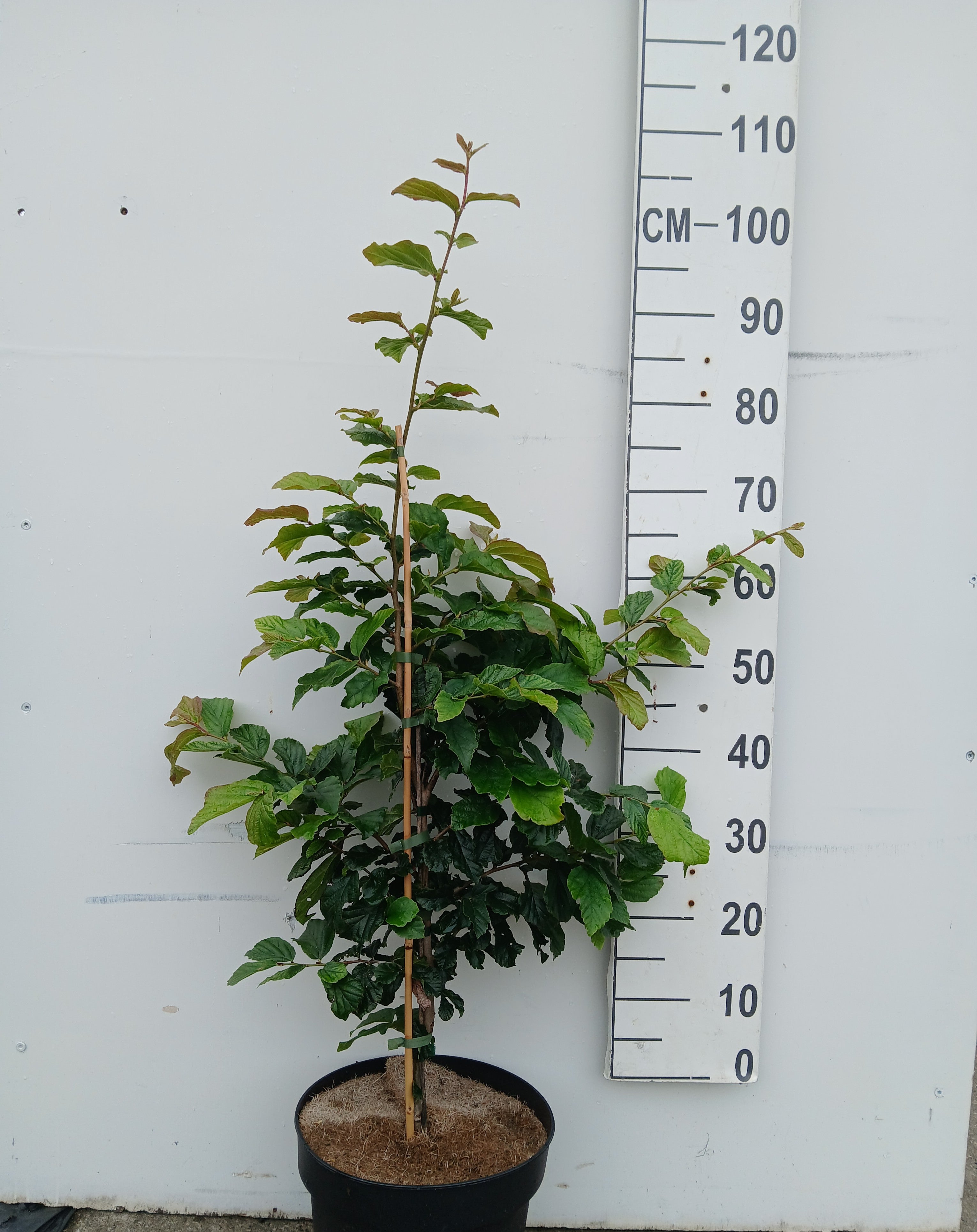 Perzisch ijzerhout in pot- Parrotia persica