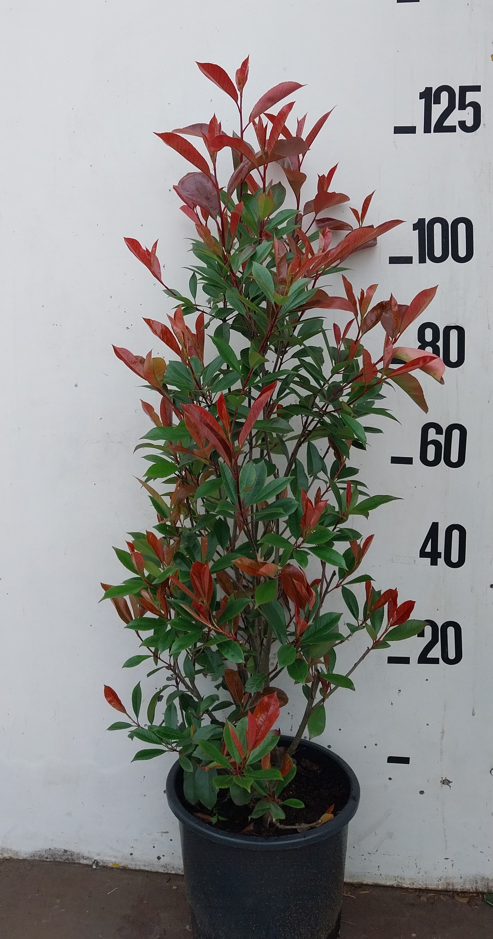 Glansmispel- Photinia fraseri 'Red Robin'